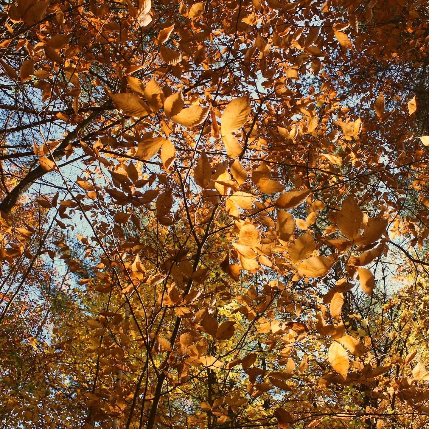 Turning Inward: Autumn Women’s Retreat in Napanoch, NY 
