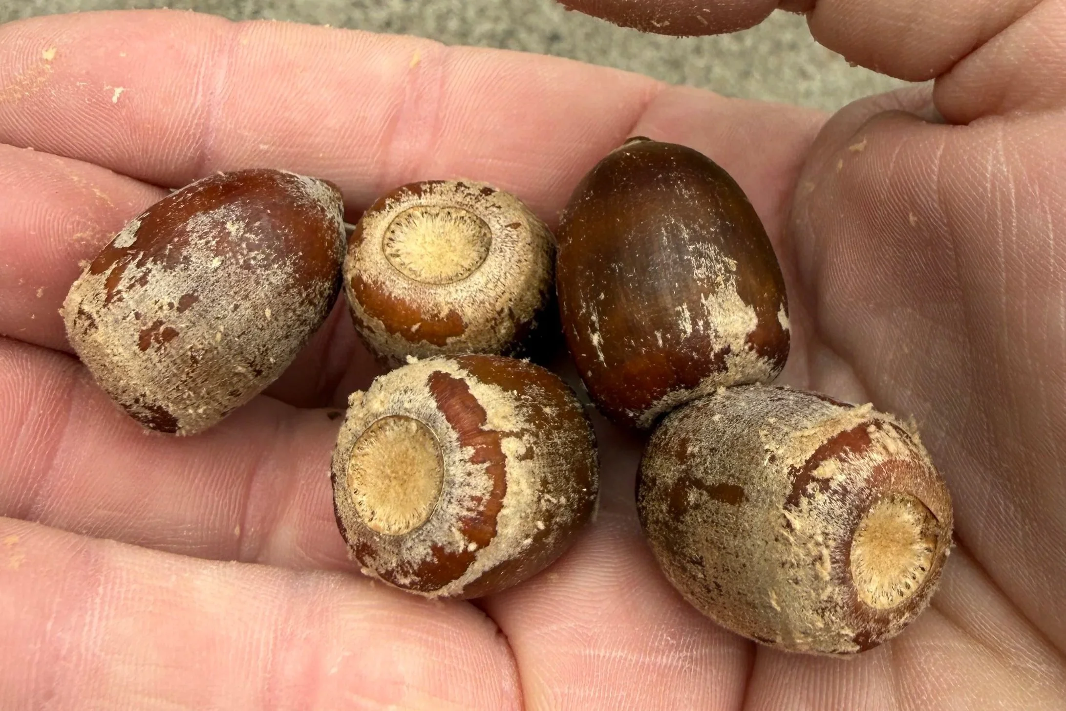 Five Smooth Stones