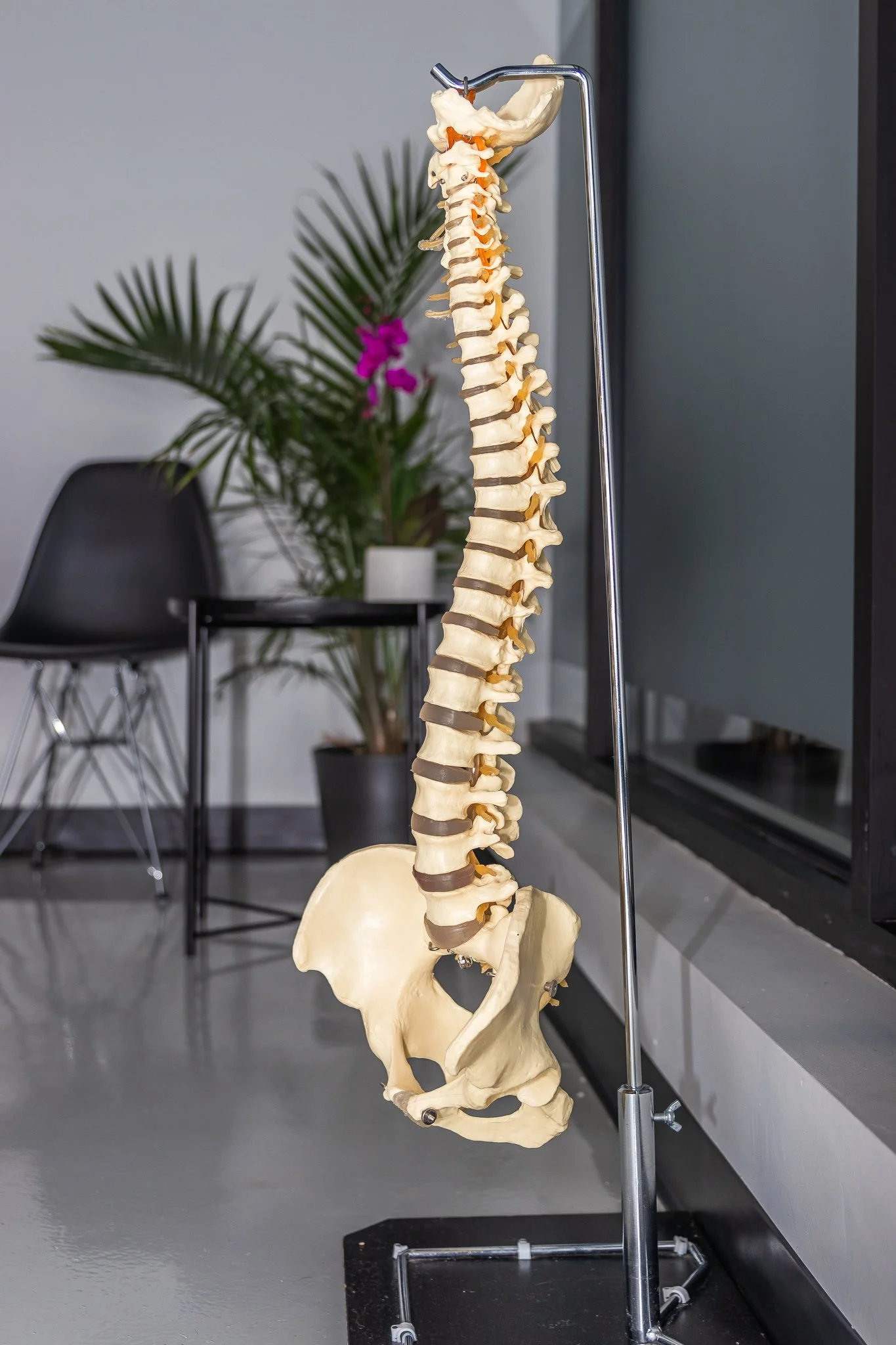 An anatomical model of a human spine and pelvis on a stand in a medical or educational setting.