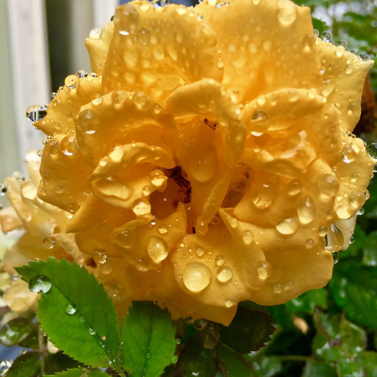 Close-up of a yellow rose covered in water droplets with green leaves in the background.