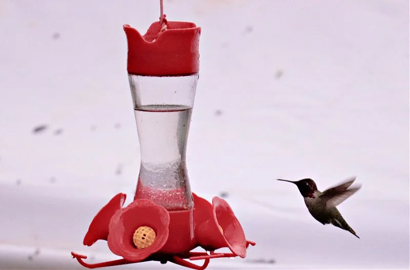 A hummingbird flying near a pink plastic hummingbird feeder filled with clear liquid.
