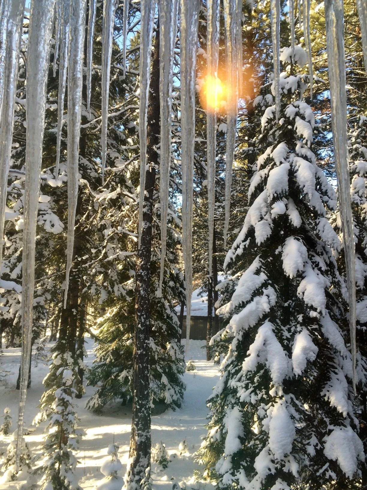 Snow-covered pine trees seen through vertical metal bars with sunlight shining through the trees.
