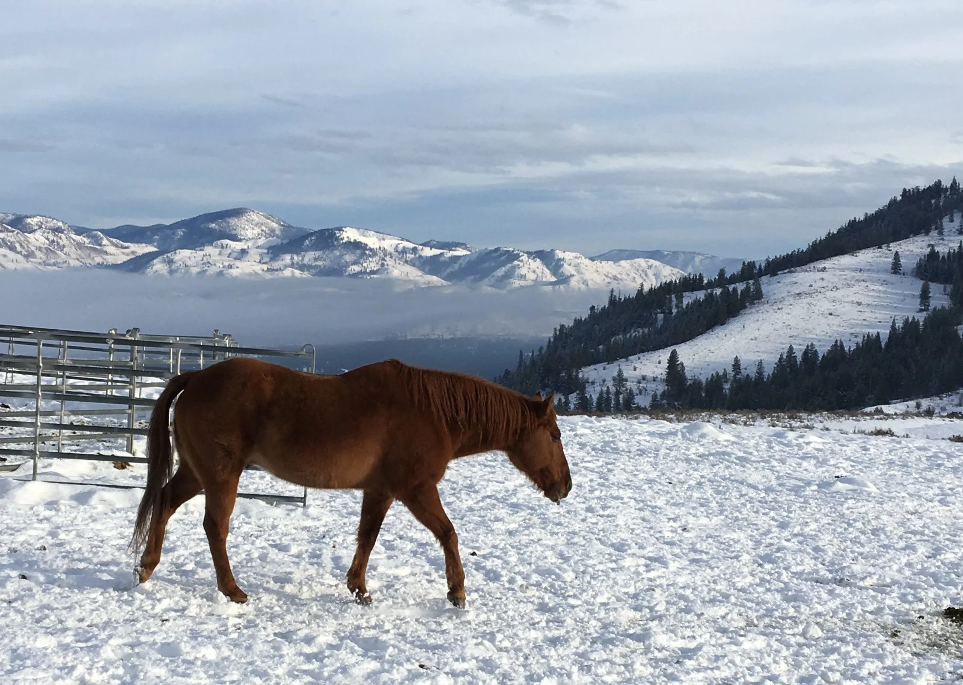 A brown horse walking on snowy ground with mountains covered in snow and a cloudy sky in the background.