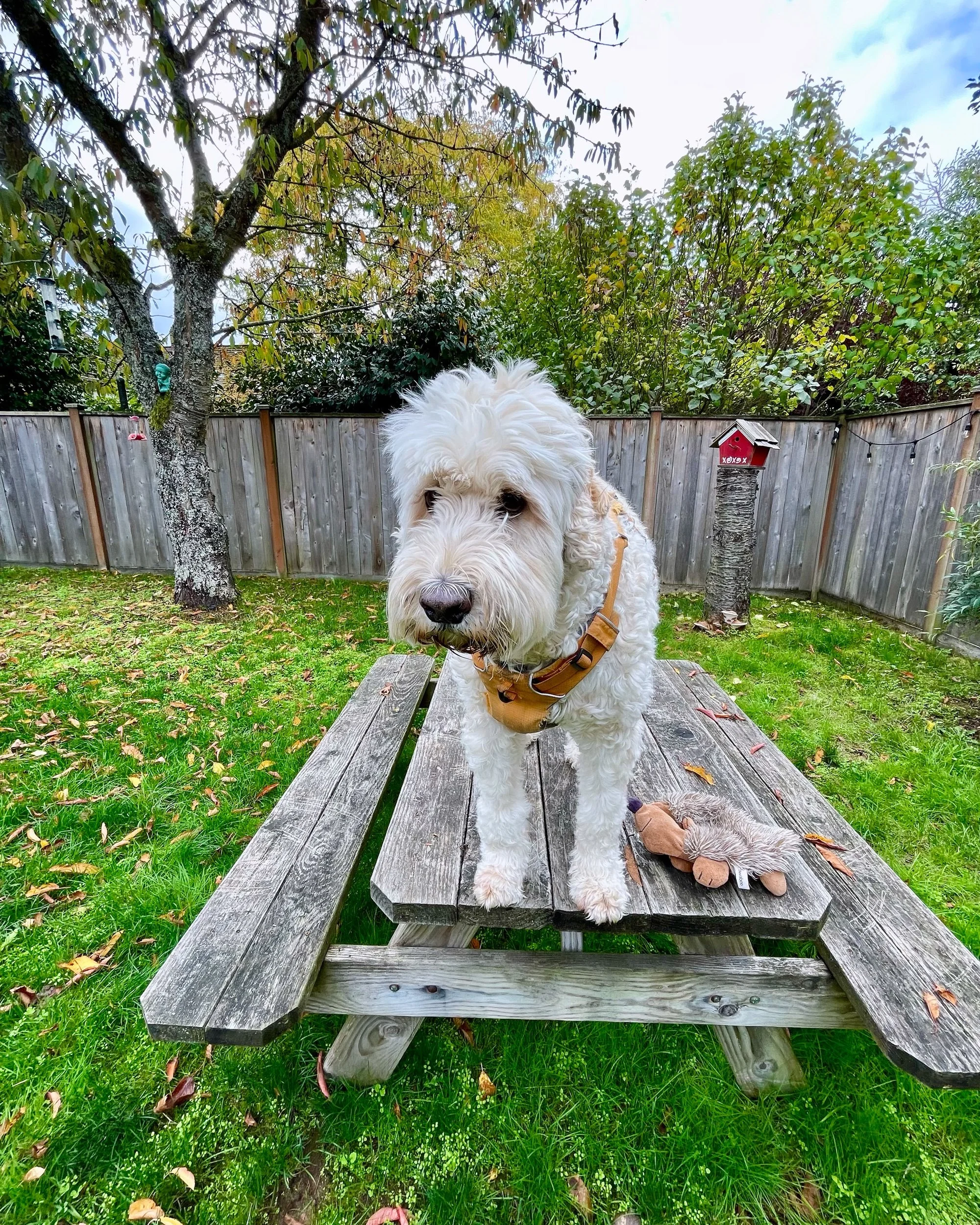 A white fluffy dog standing on a wooden picnic table outdoors in a yard with lush green grass, trees, and a wooden fence in the background. The dog is wearing a harness, and a plush toy is on the table nearby.