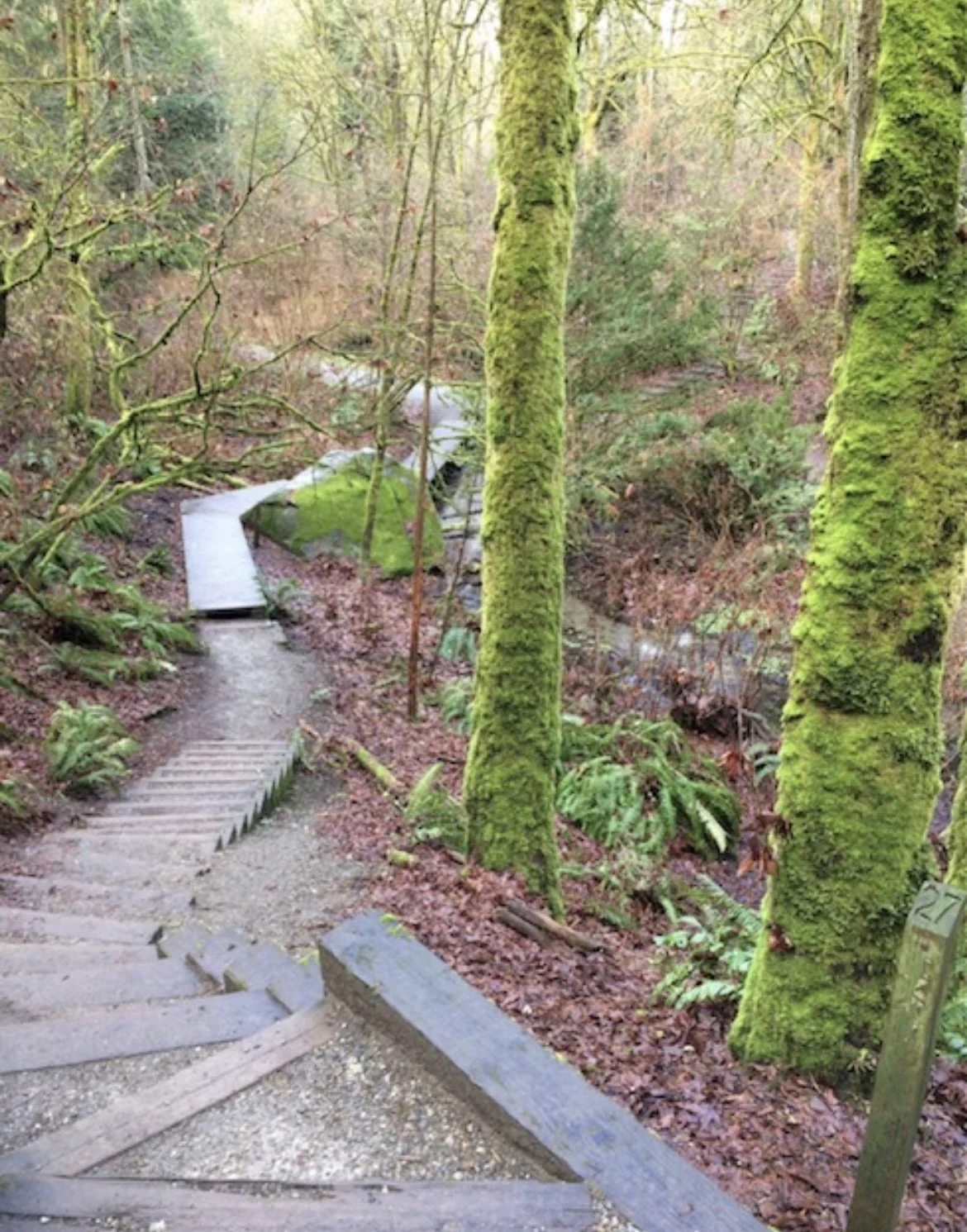 walk in the woods  (Copy)