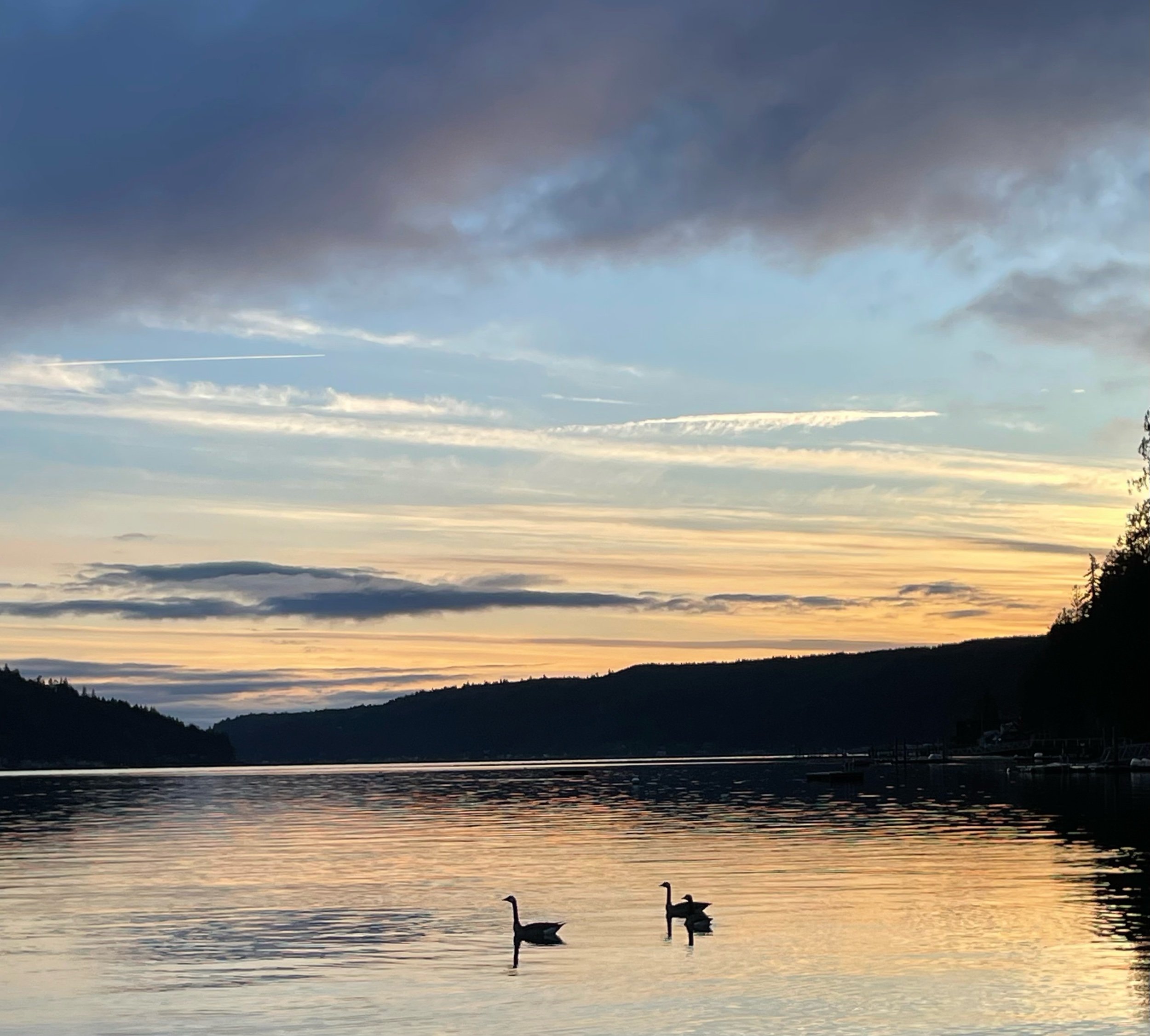 Scenic view of a lake at sunset with dark clouds overhead, two ducks swimming in the water, and silhouetted trees on the horizon.