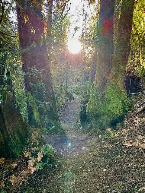 Forest as medicine (Copy)