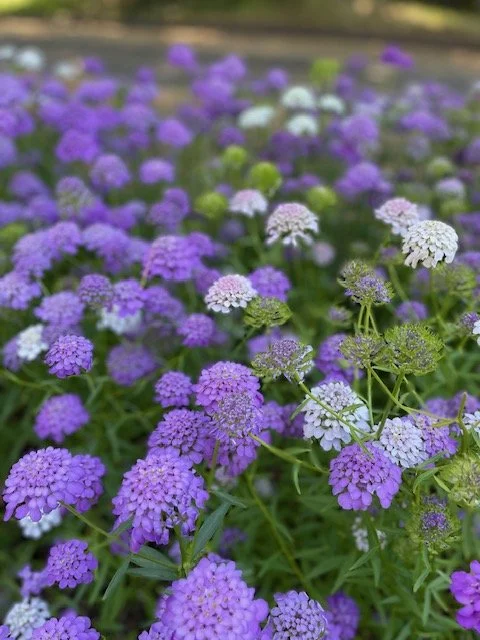 Purple and white flowers blooming in a garden bed.