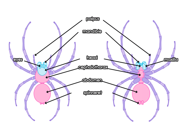 howtodrawspiders-1-1-spider-anatomy.png