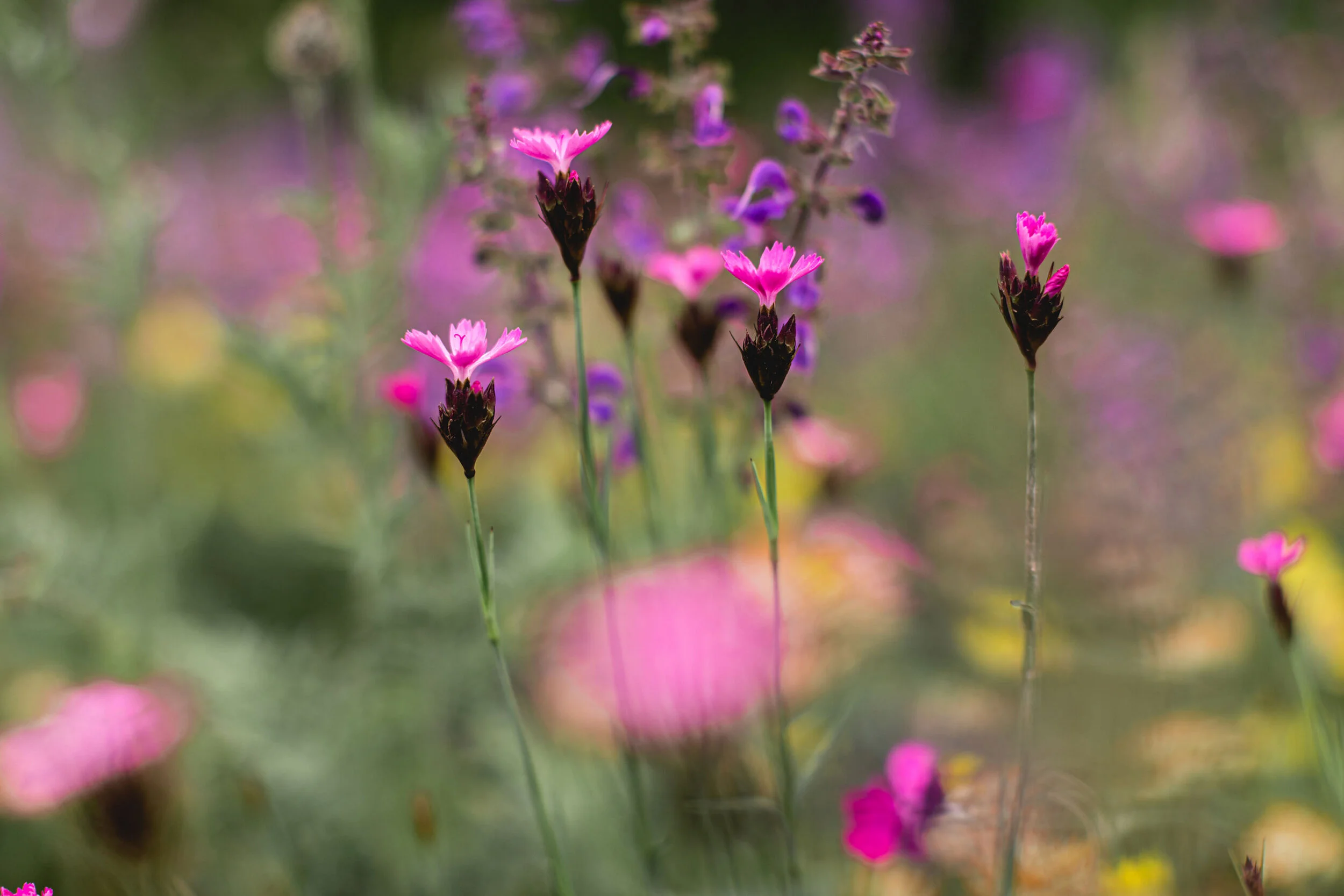 Foto Partner Links.jpeg