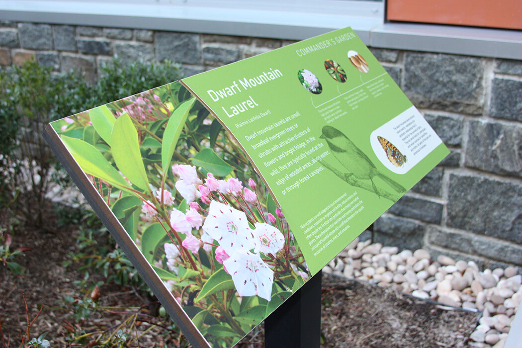Commander's Garden - Dwarf Mountain Laurel