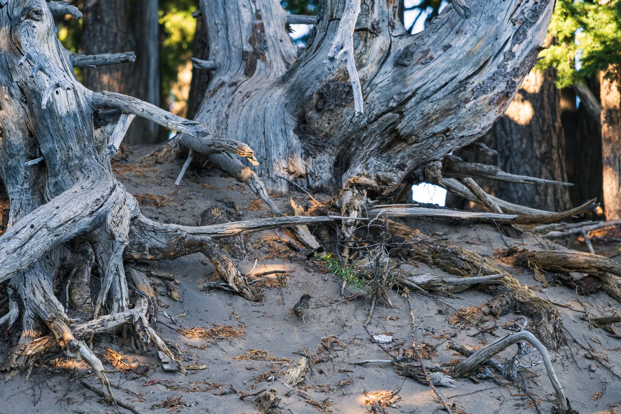 DT24-craterlake (20 of 73).jpg