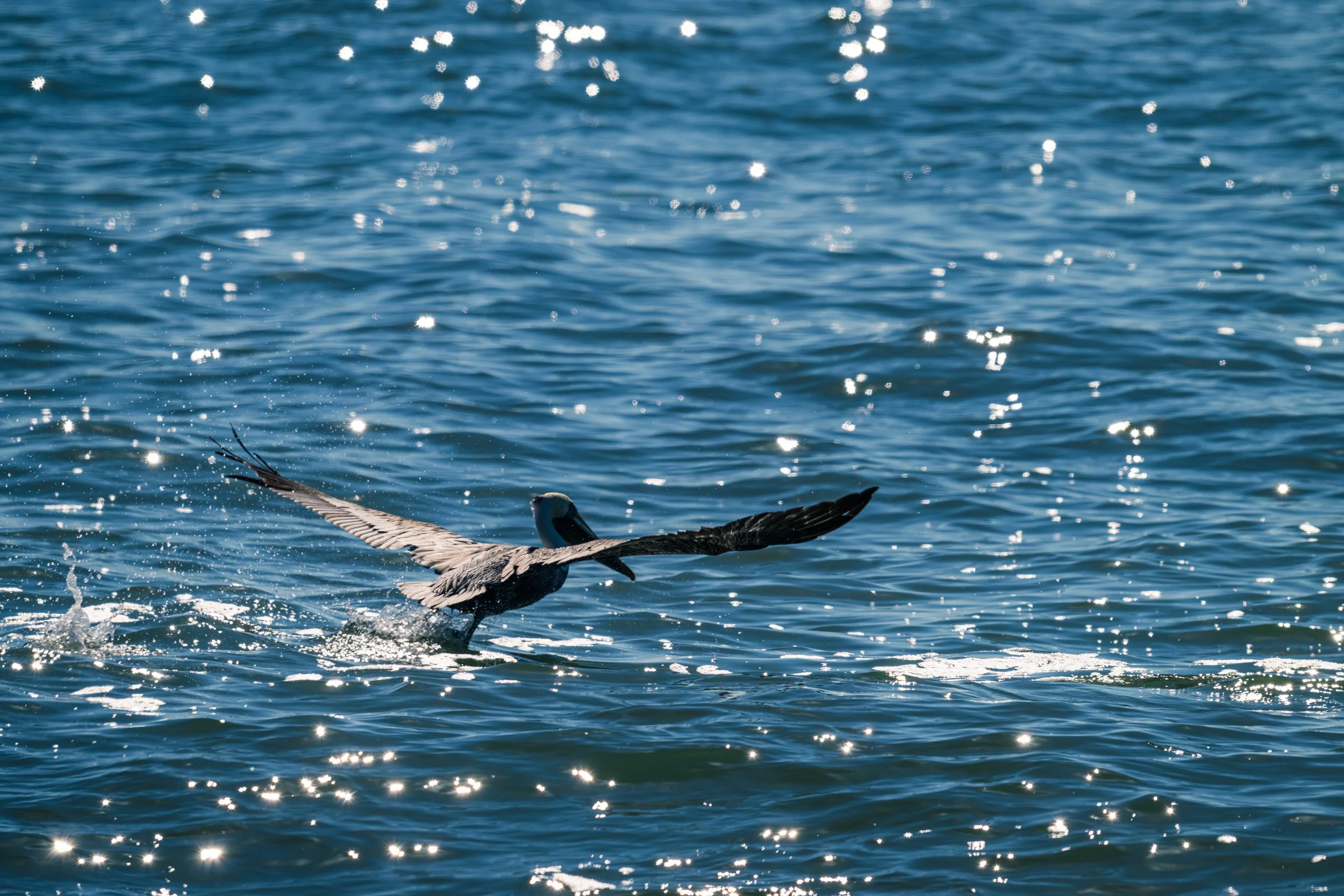 DT24-WestCoastp1 (28 of 101).jpg