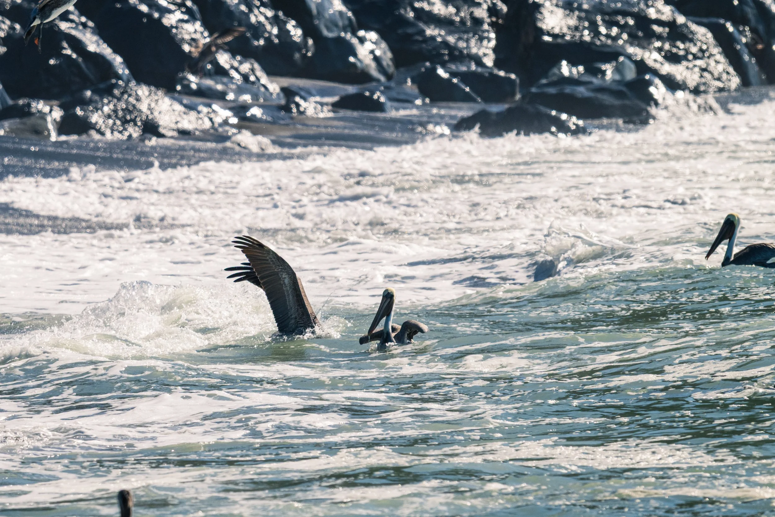 DT24-WestCoastp1 (46 of 101).jpg