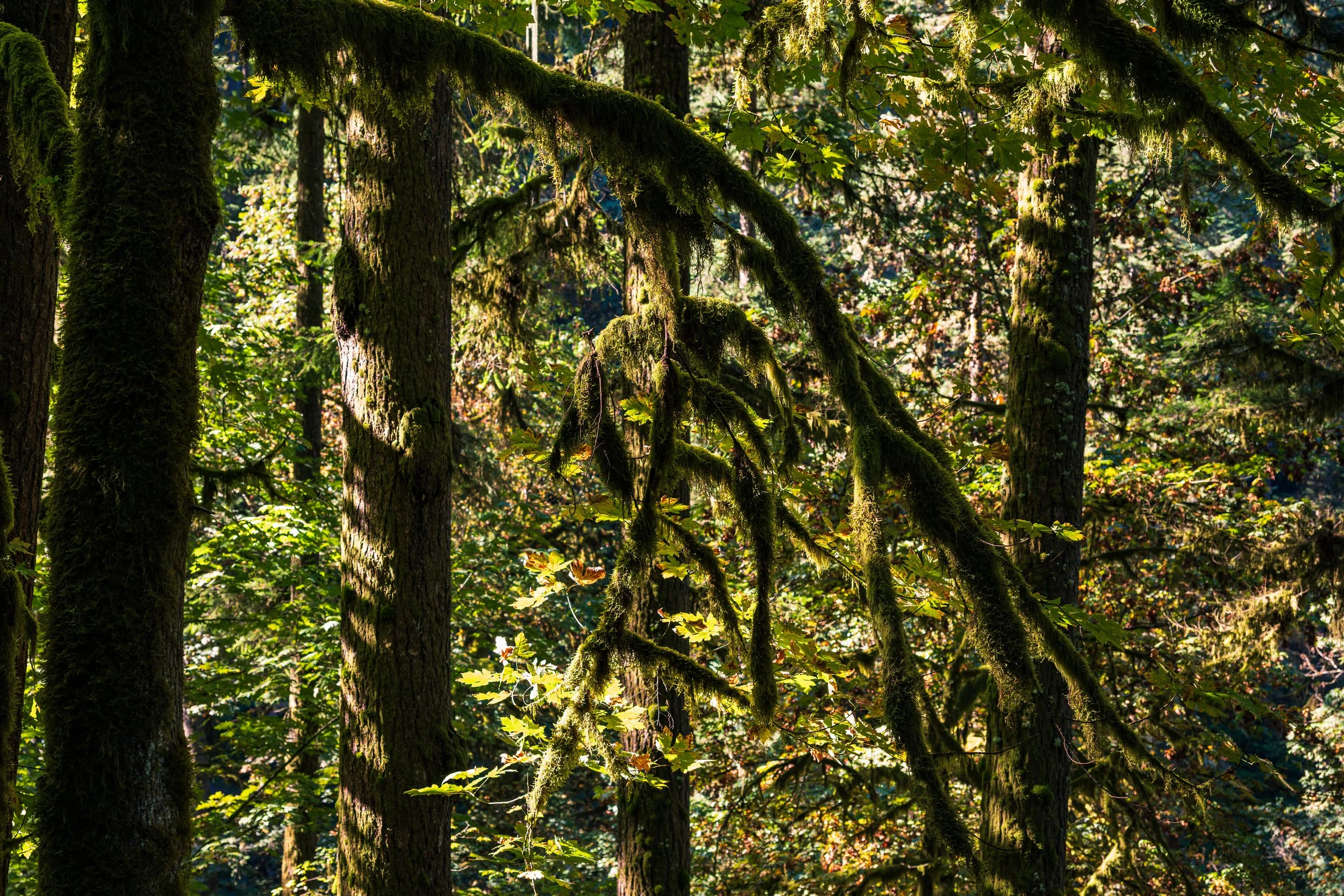 DT24-craterlake (2 of 73).jpg