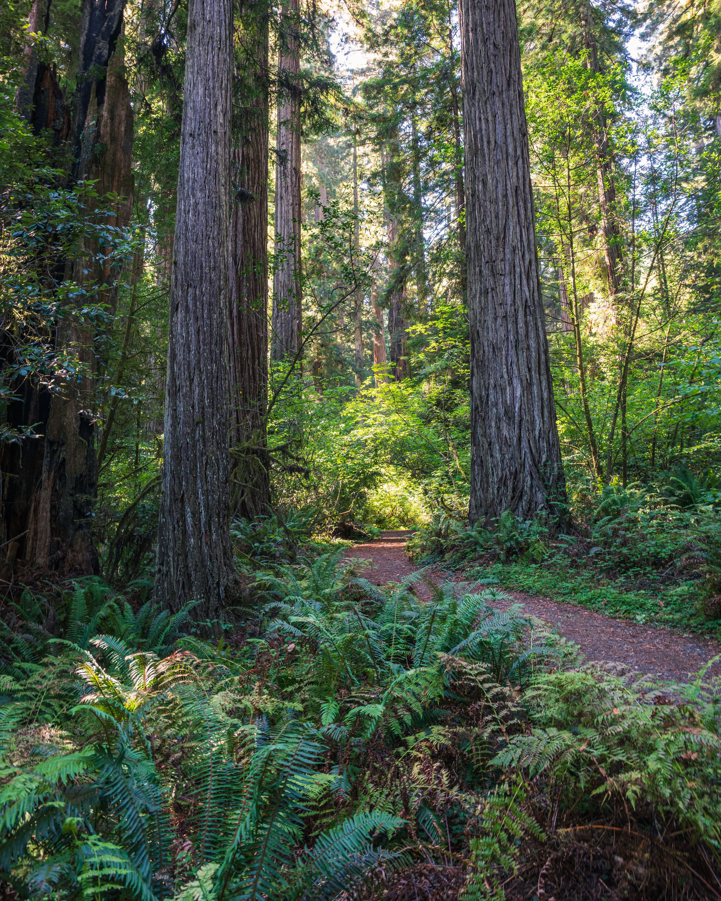 DT24-Redwoods (1 of 10).jpg