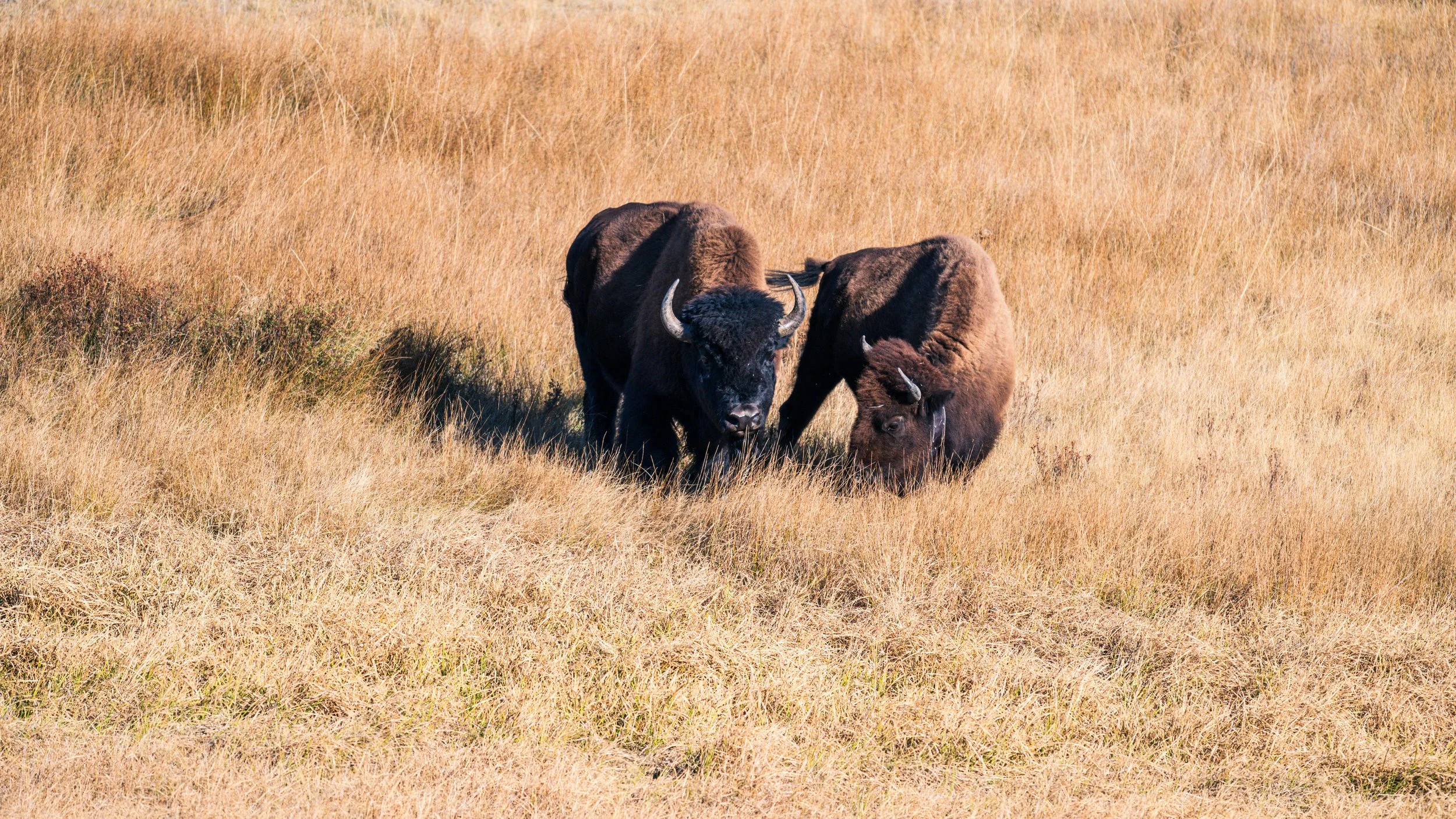 DT24-Yell (12 of 66).jpg