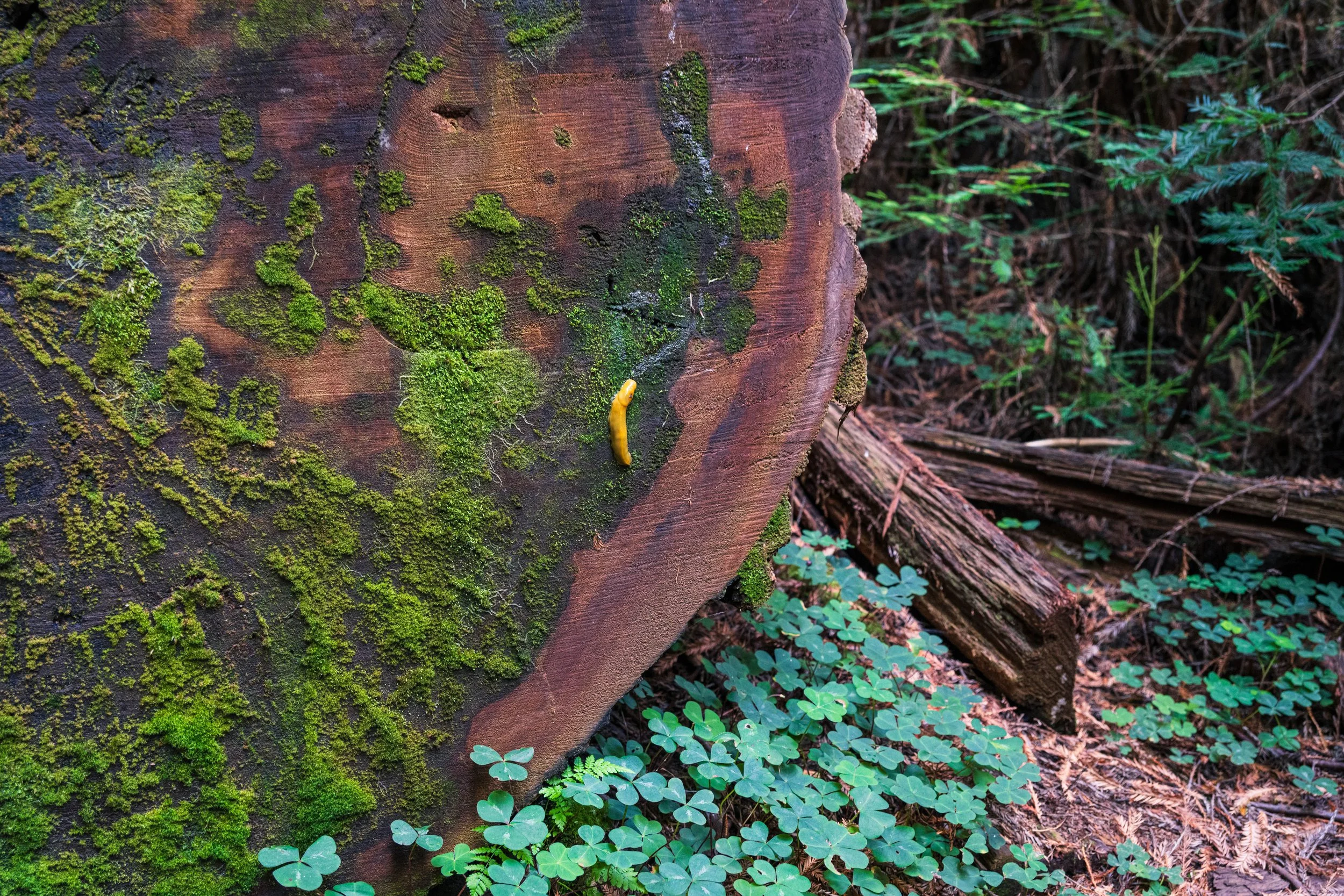 DT24-Redwoods (8 of 10).jpg