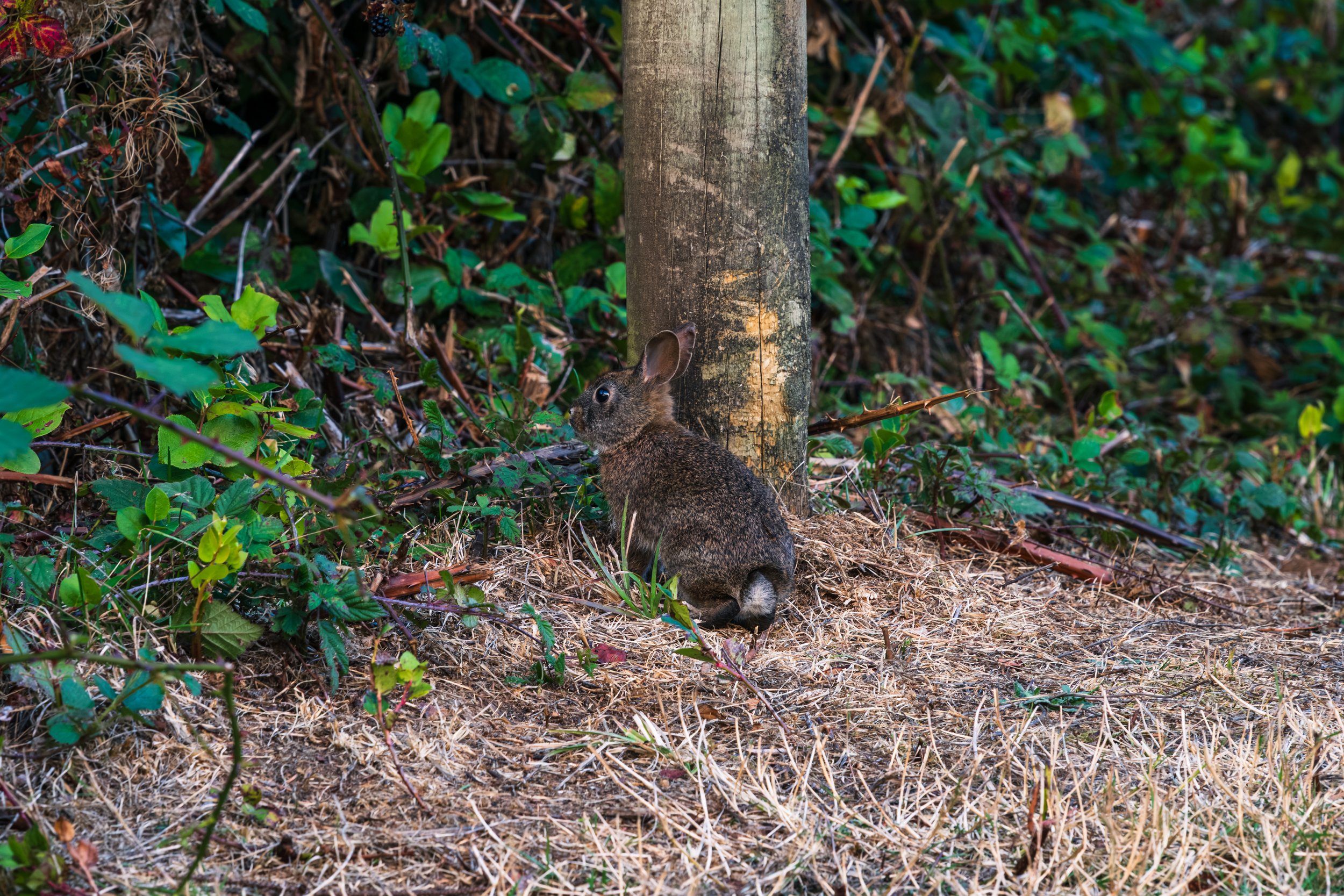 Bunny