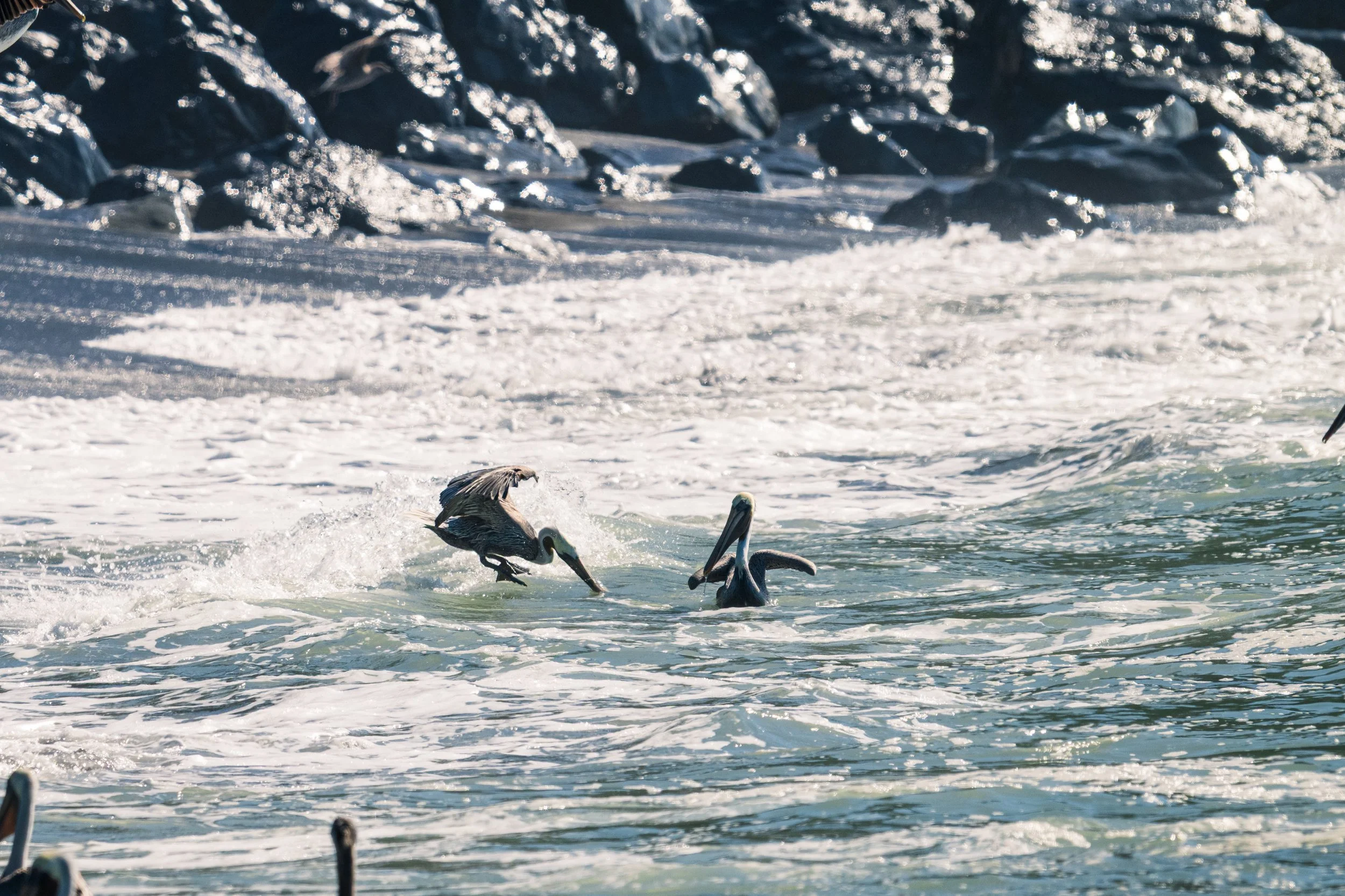 DT24-WestCoastp1 (42 of 101).jpg