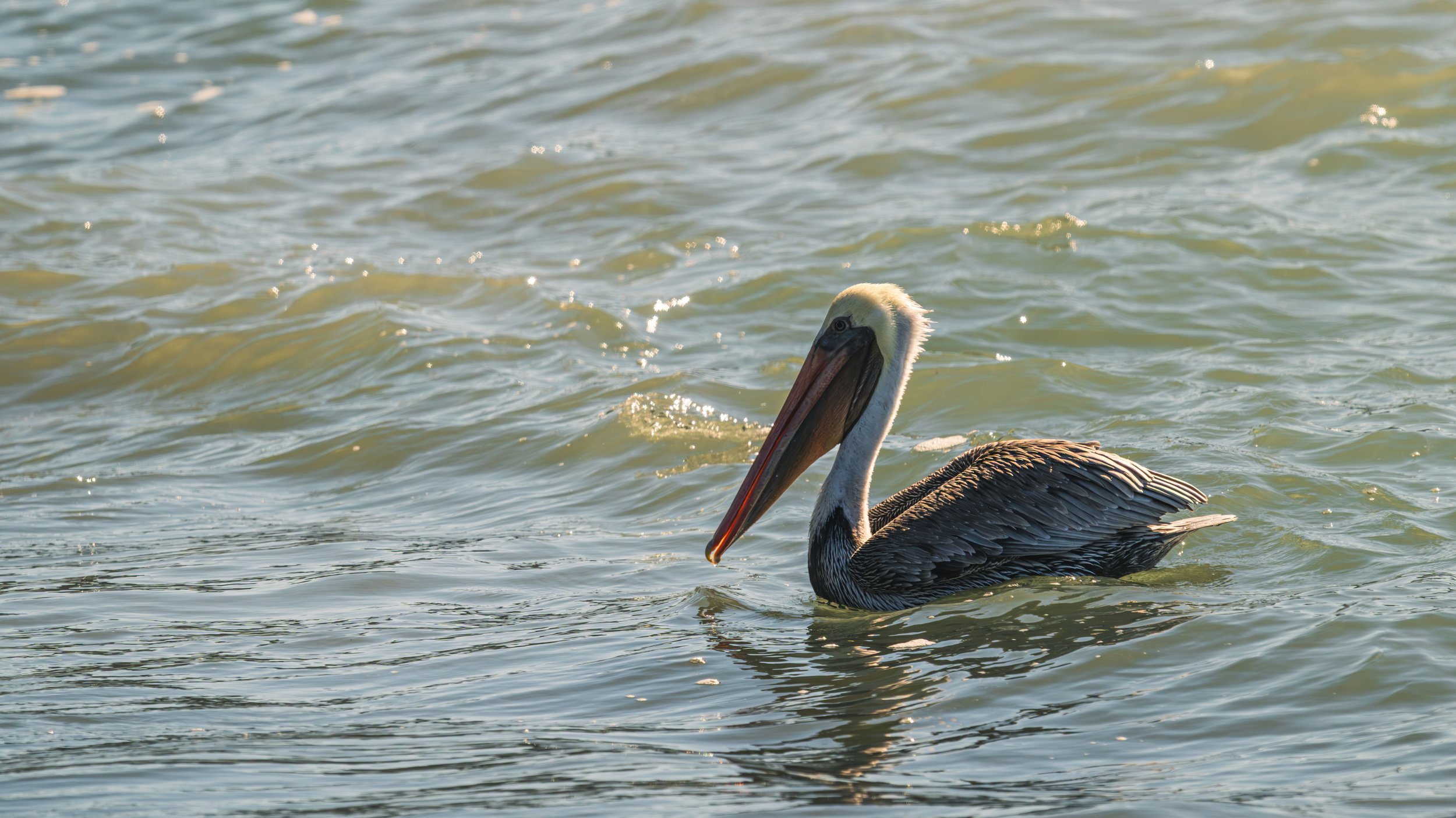 DT24-WestCoastp1 (50 of 101).jpg