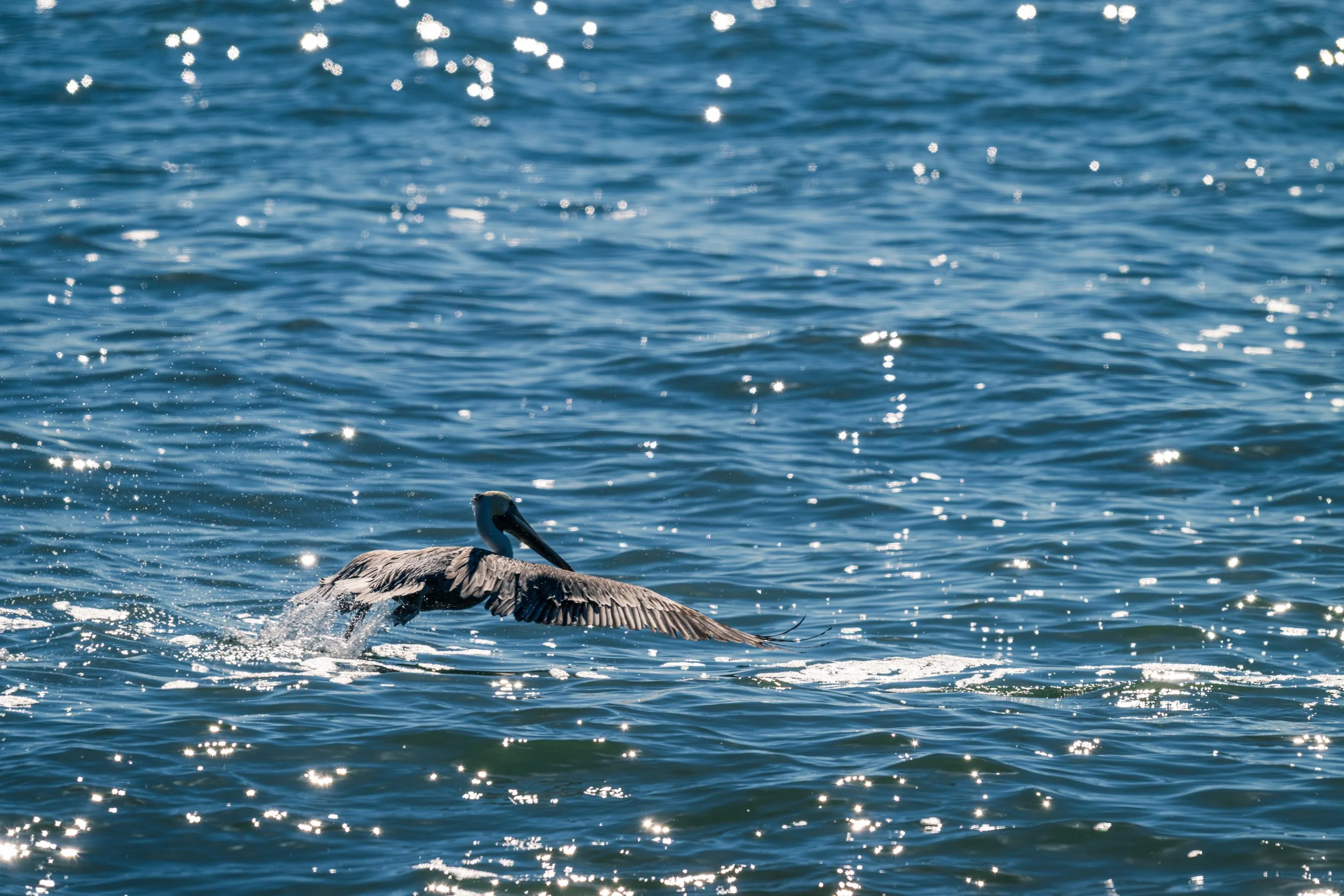 DT24-WestCoastp1 (29 of 101).jpg