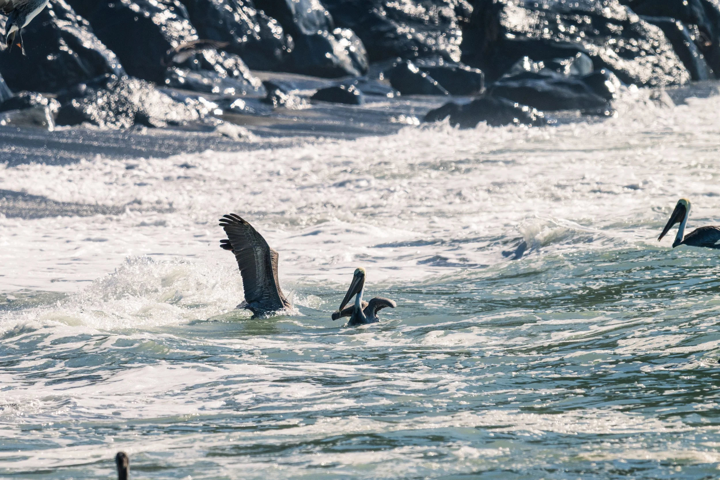 DT24-WestCoastp1 (45 of 101).jpg