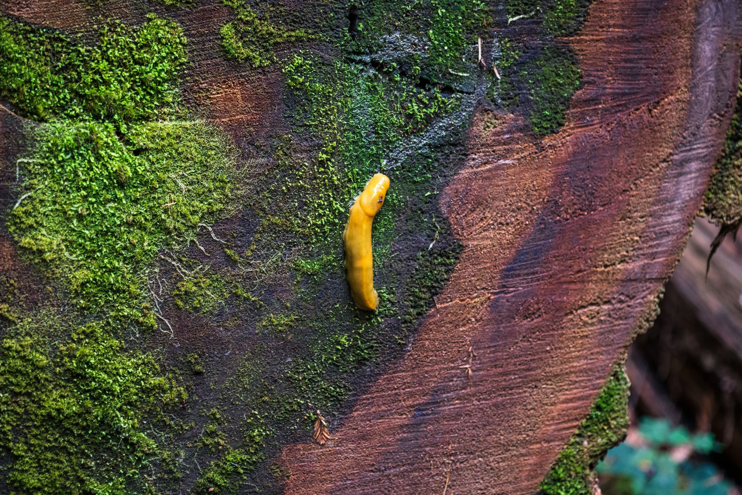 Redwoods National Park 2024