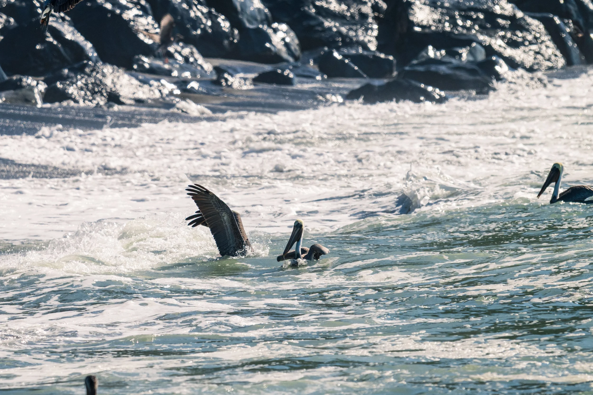 DT24-WestCoastp1 (47 of 101).jpg