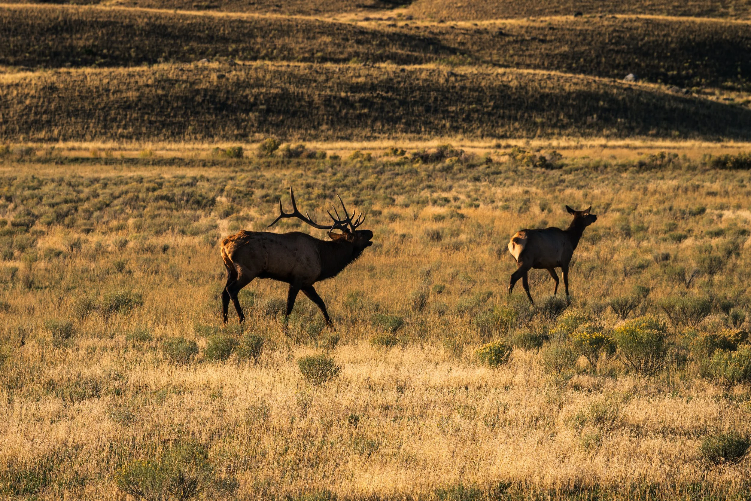 DT24-Yell (6 of 66).jpg