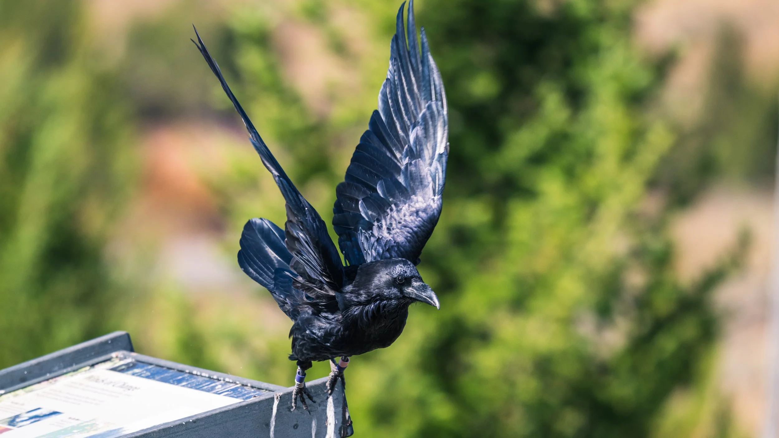 Crow in flight