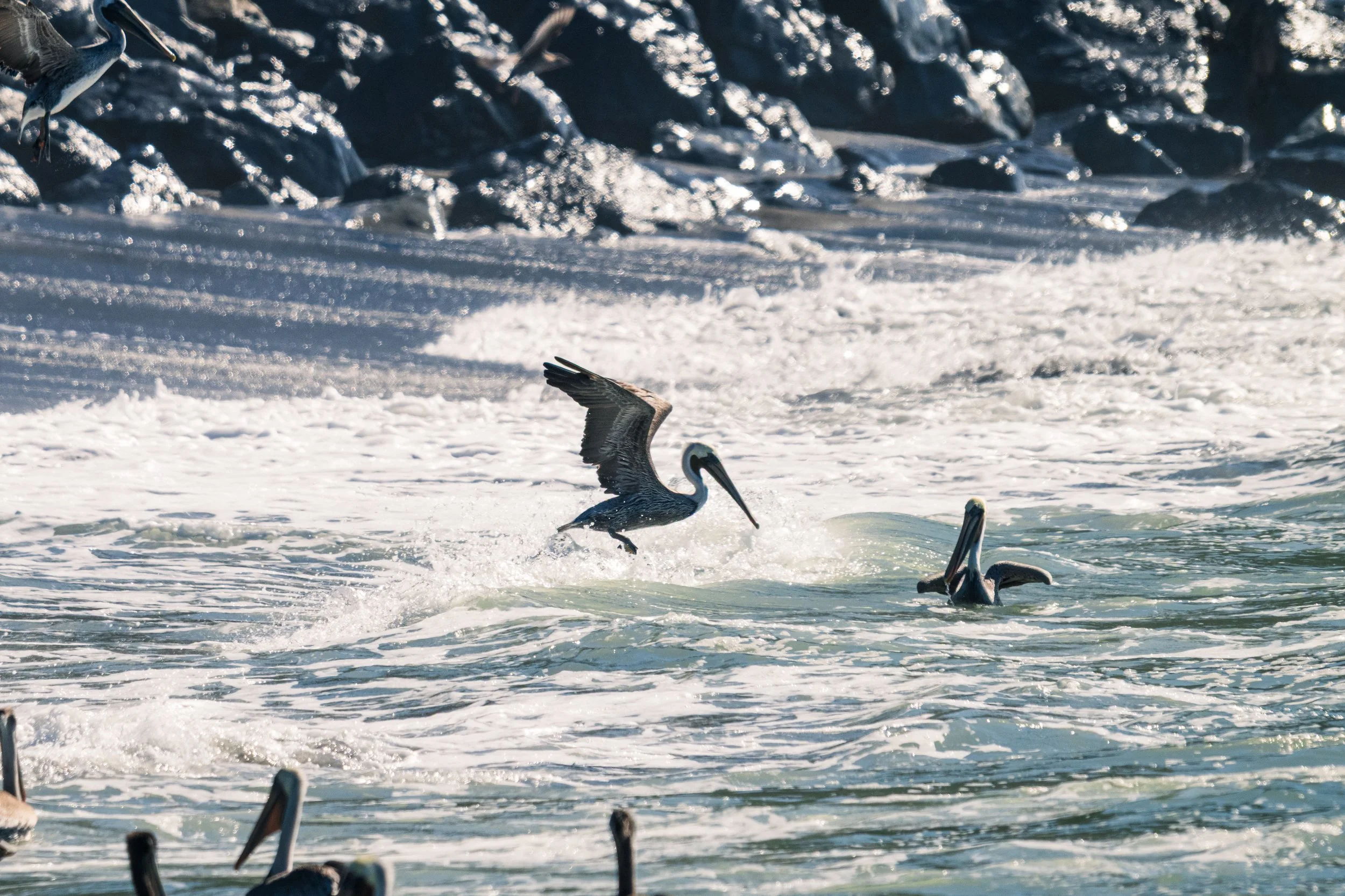 DT24-WestCoastp1 (39 of 101).jpg