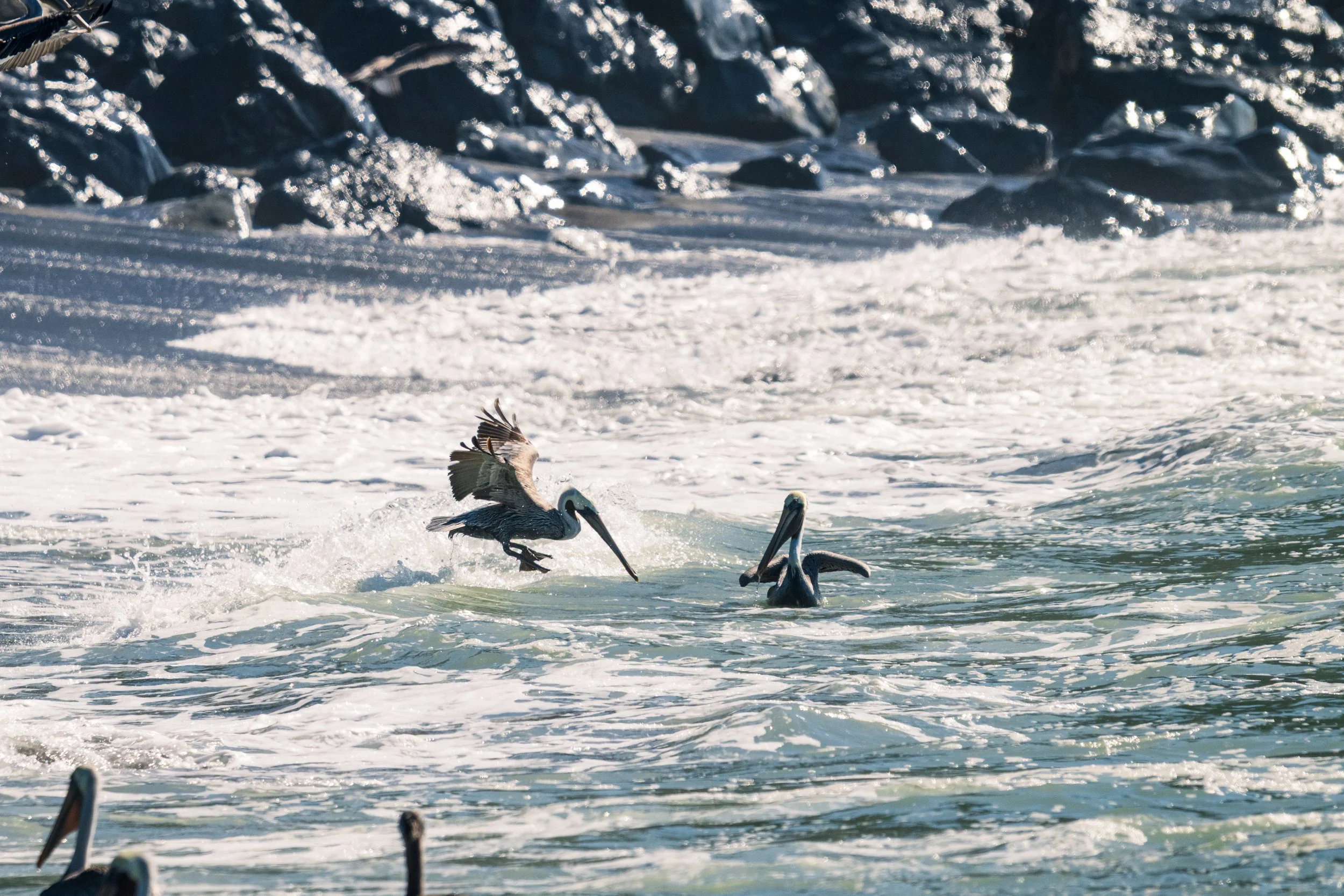 DT24-WestCoastp1 (41 of 101).jpg