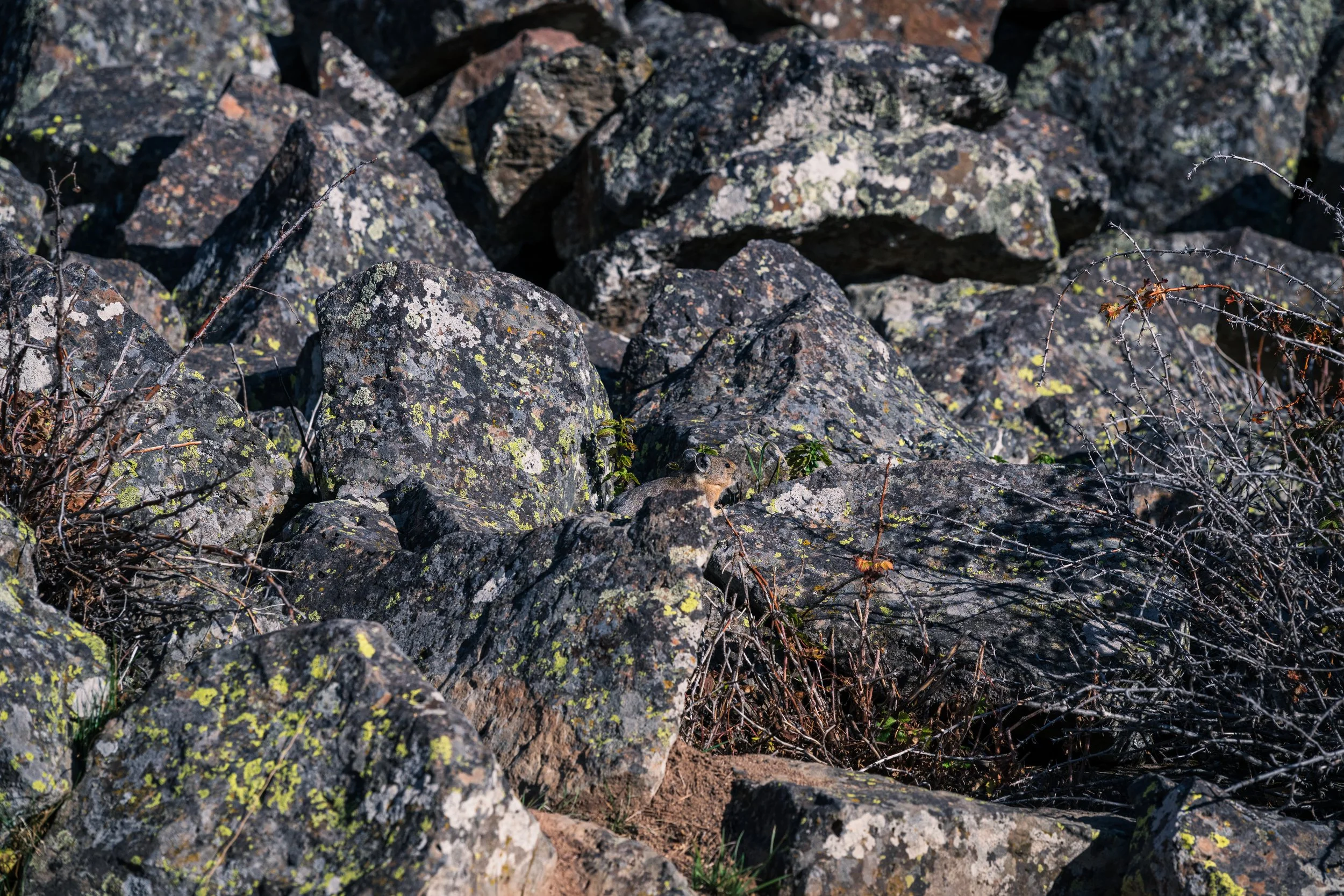 Sheep-Eater Cliffs for Pika