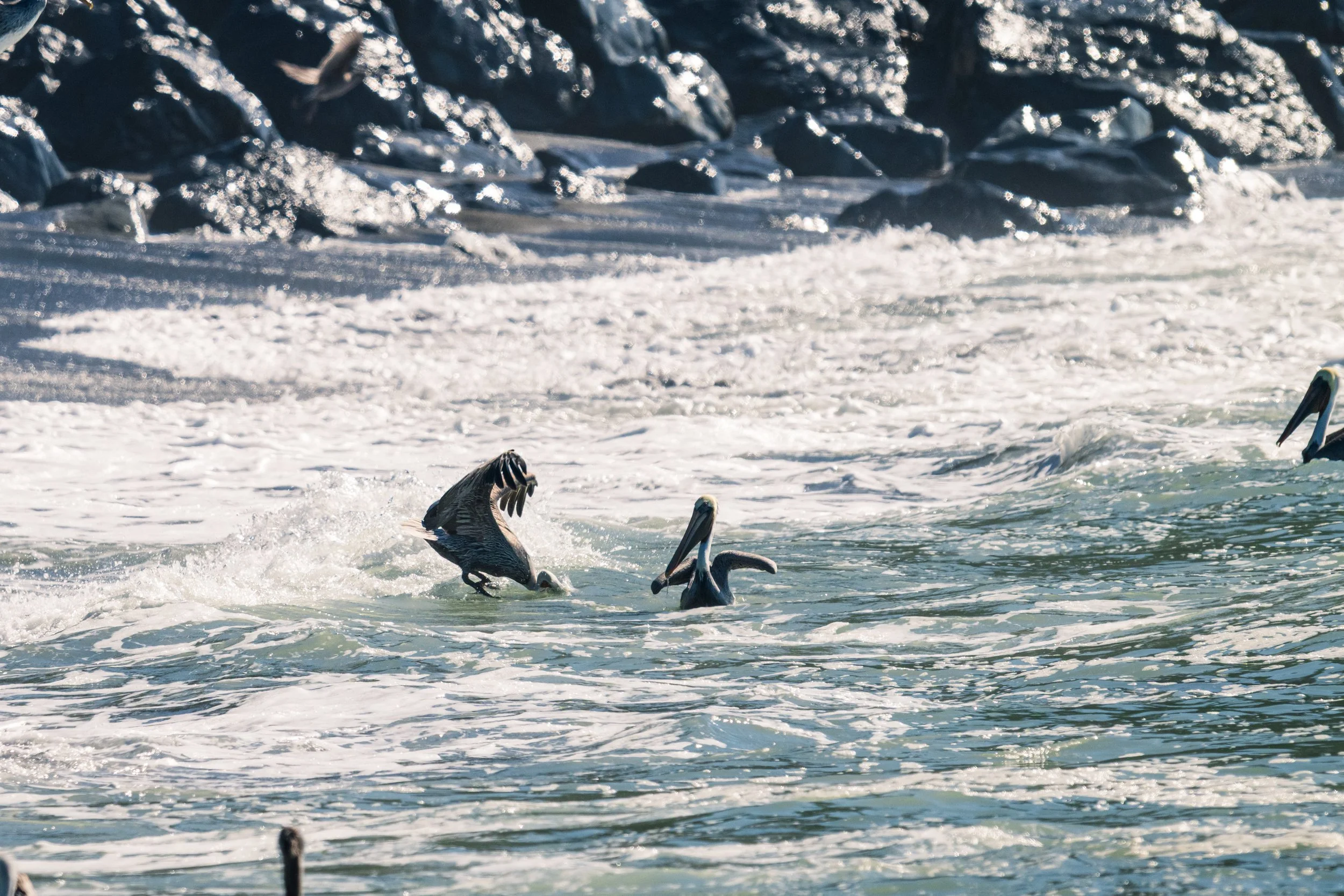 DT24-WestCoastp1 (43 of 101).jpg