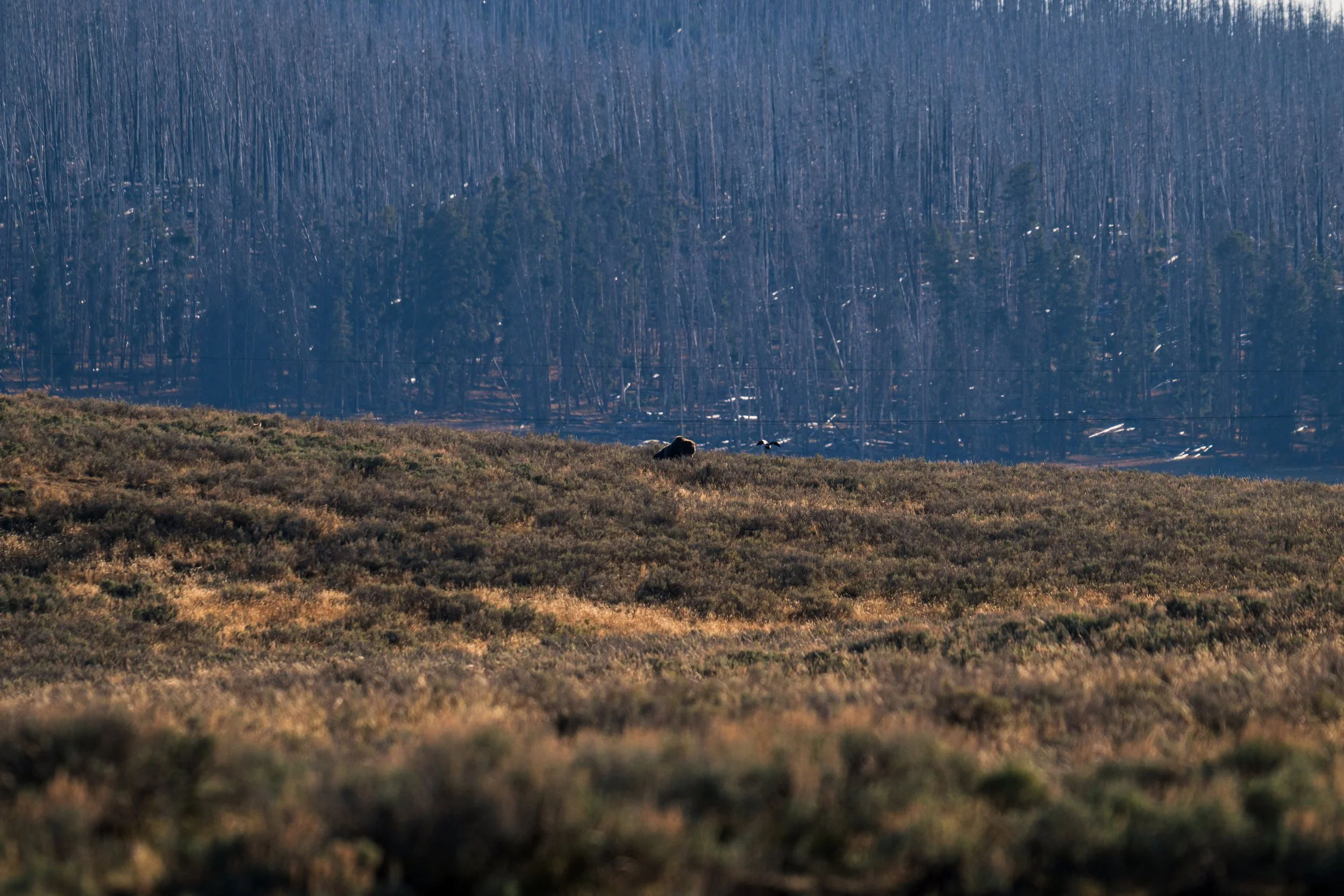 Grizzly Bear on kill