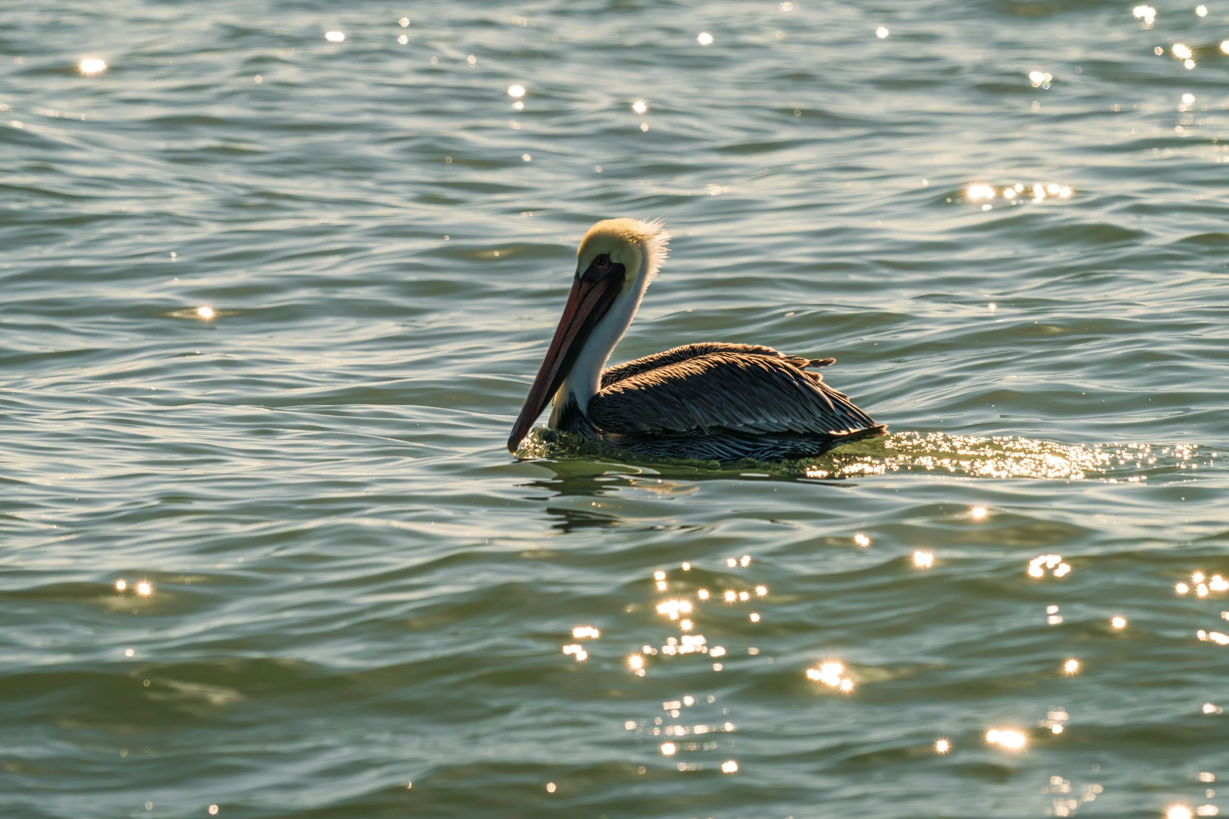 DT24-WestCoastp1 (48 of 101).jpg