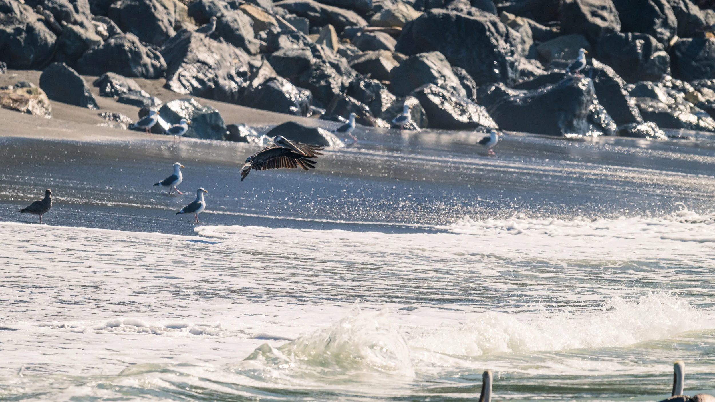 DT24-WestCoastp1 (37 of 101).jpg