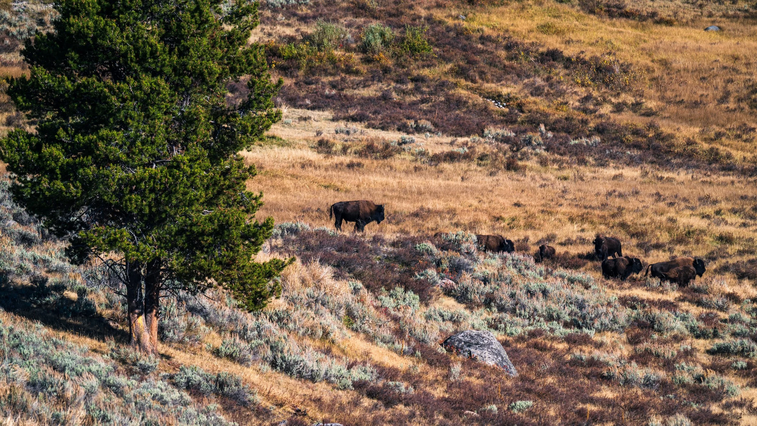 Watching the herd