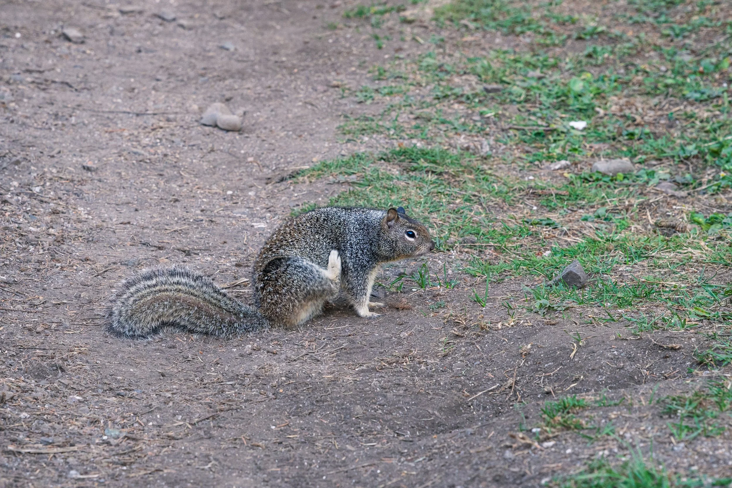 Squirrel!