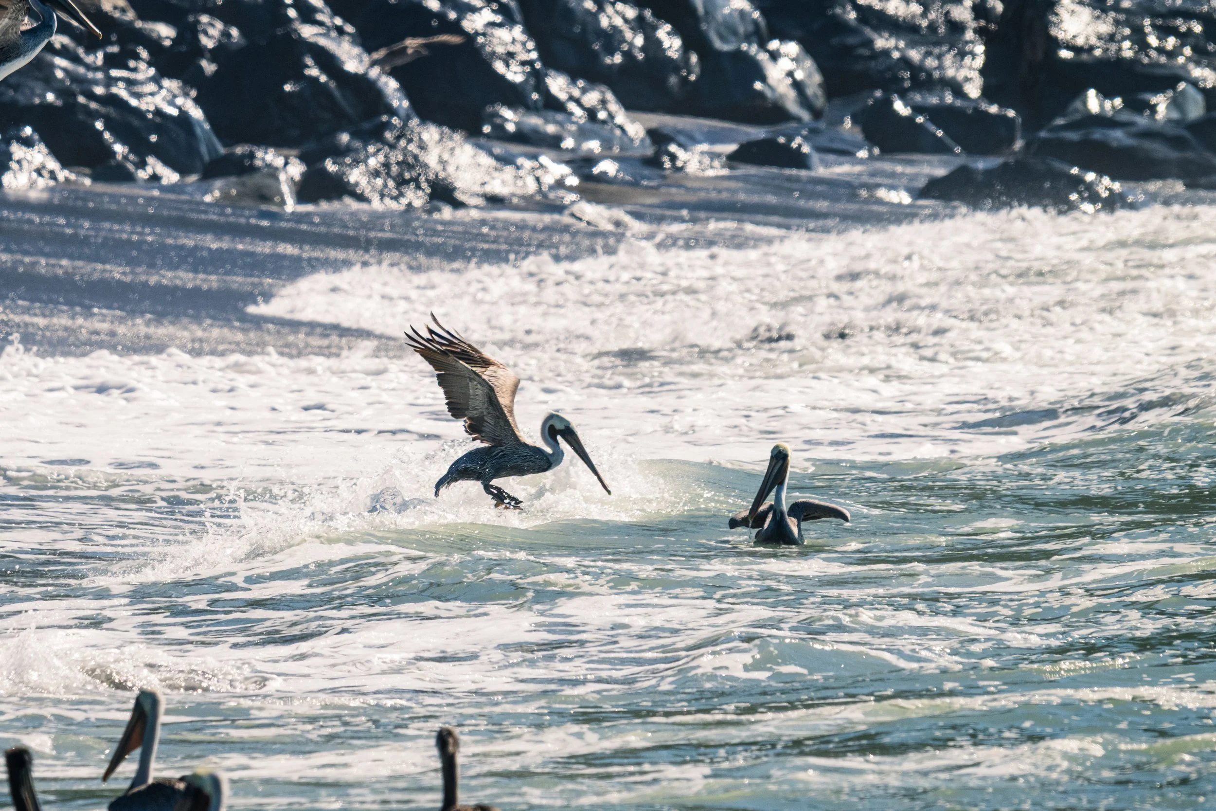 DT24-WestCoastp1 (40 of 101).jpg