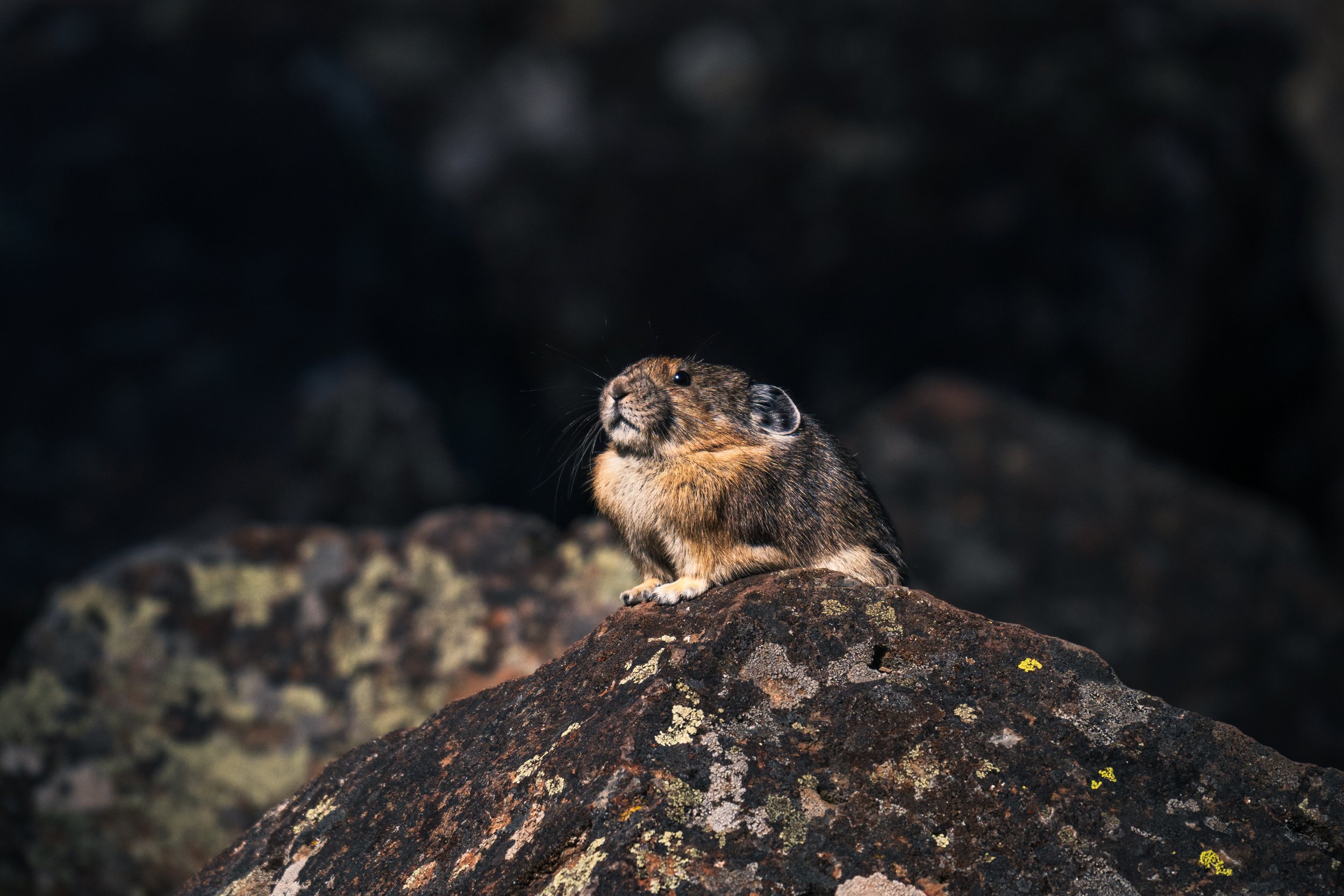 DT24-Yell (60 of 66).jpg