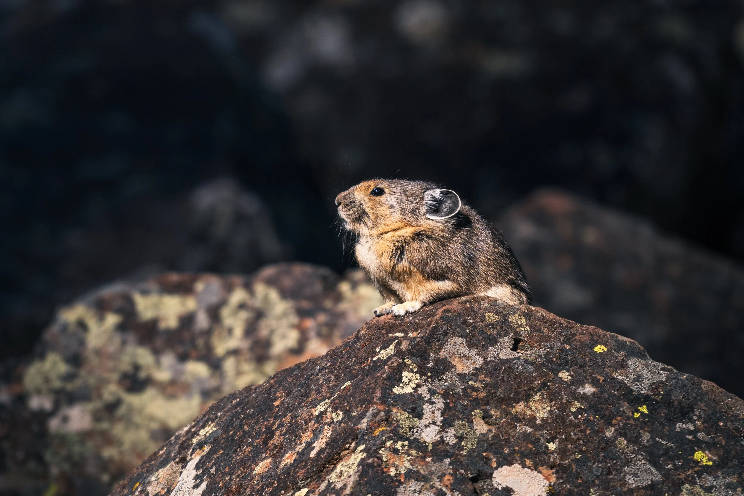 DT24-Yell (61 of 66).jpg