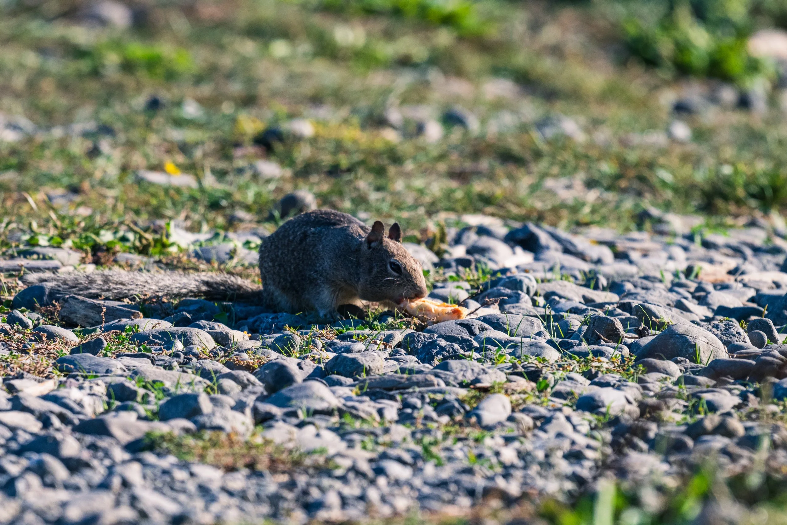 Squirrel!