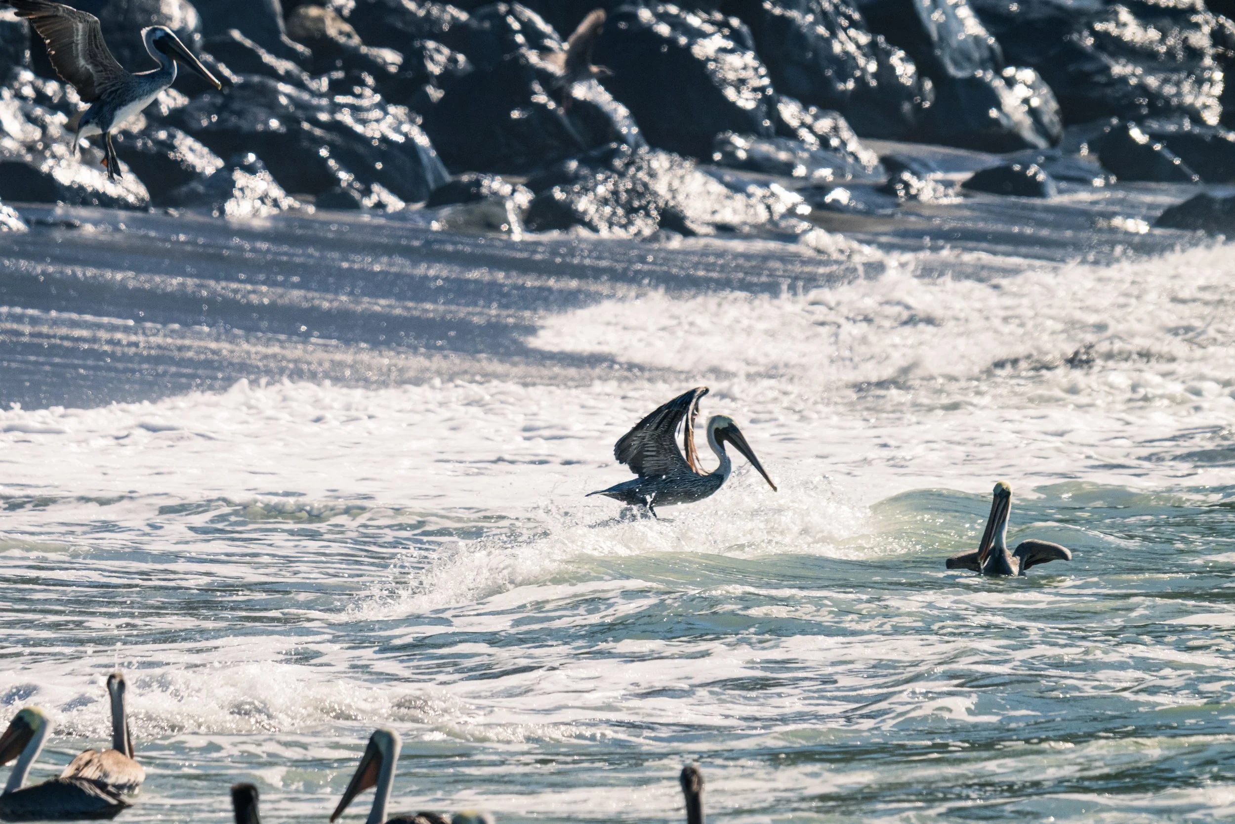 DT24-WestCoastp1 (38 of 101).jpg