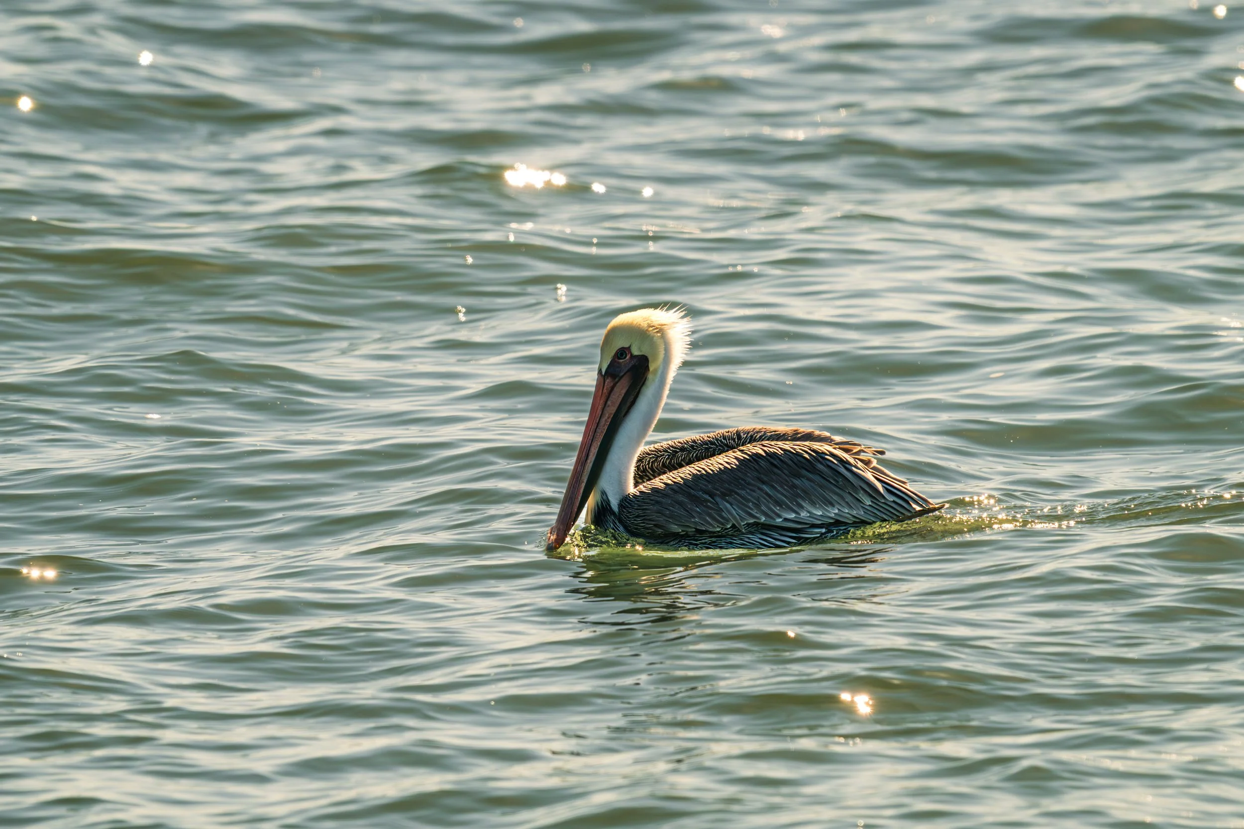 DT24-WestCoastp1 (49 of 101).jpg