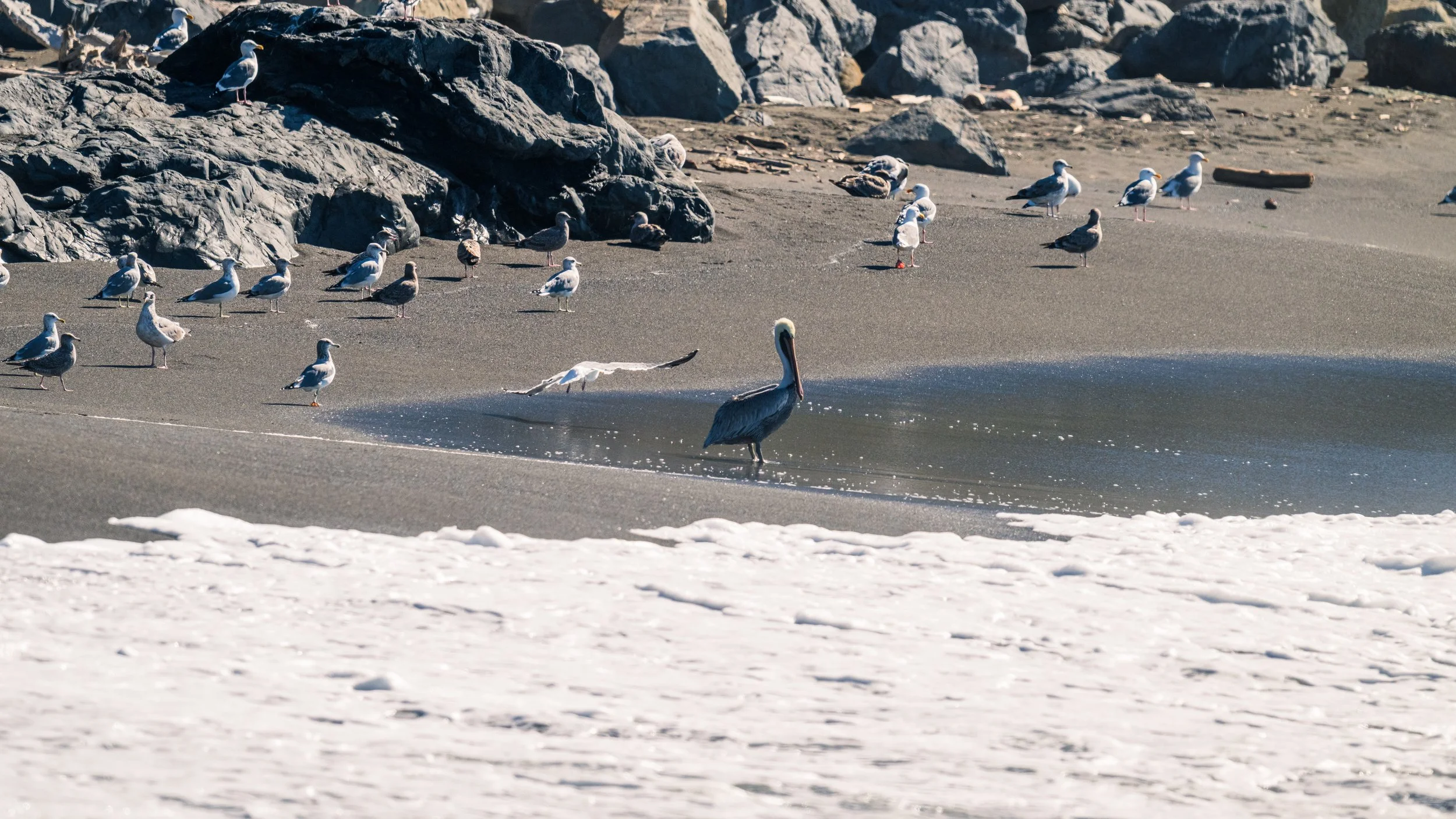 DT24-WestCoastp1 (32 of 101).jpg