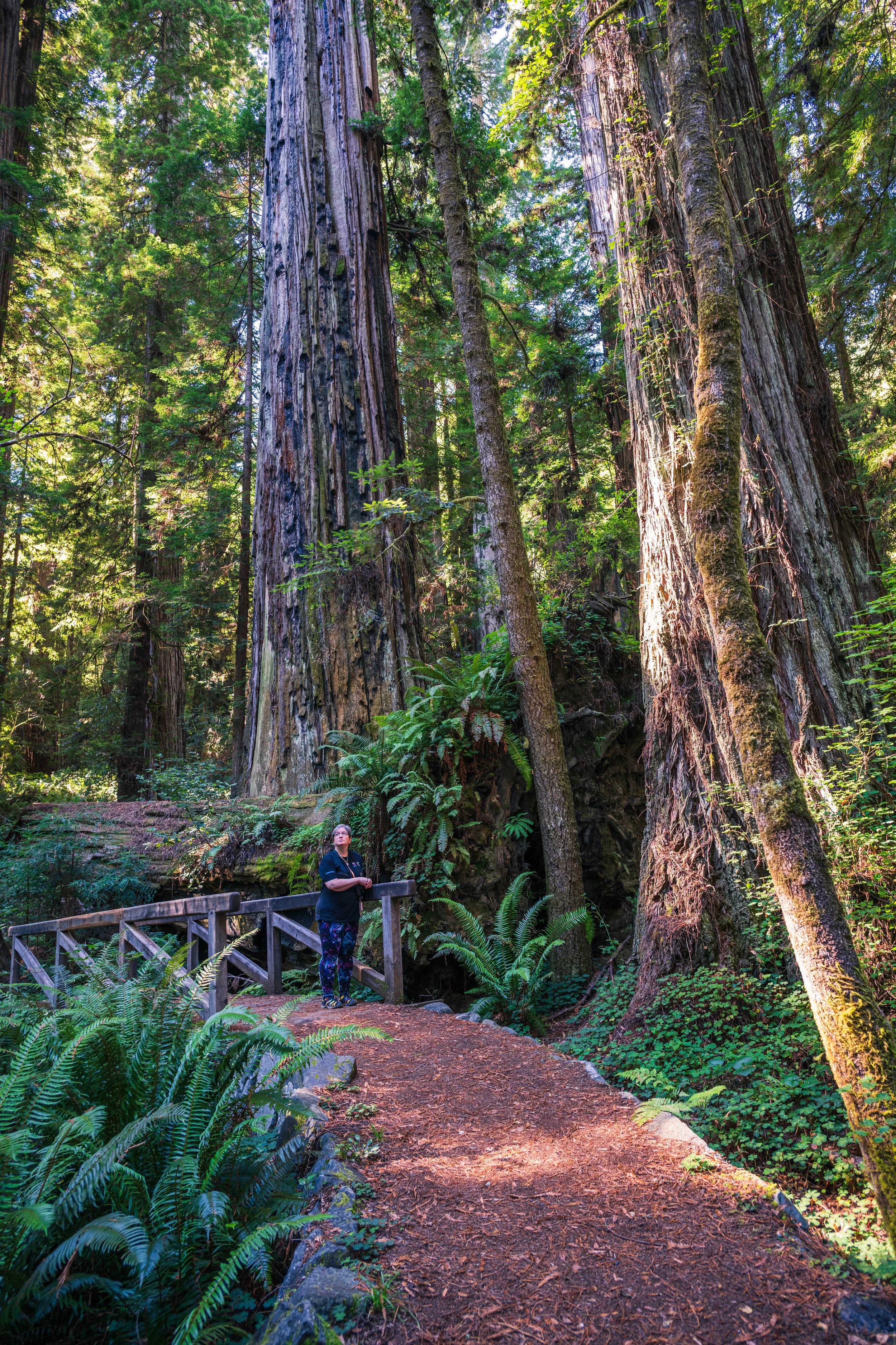 DT24-Redwoods (4 of 10).jpg