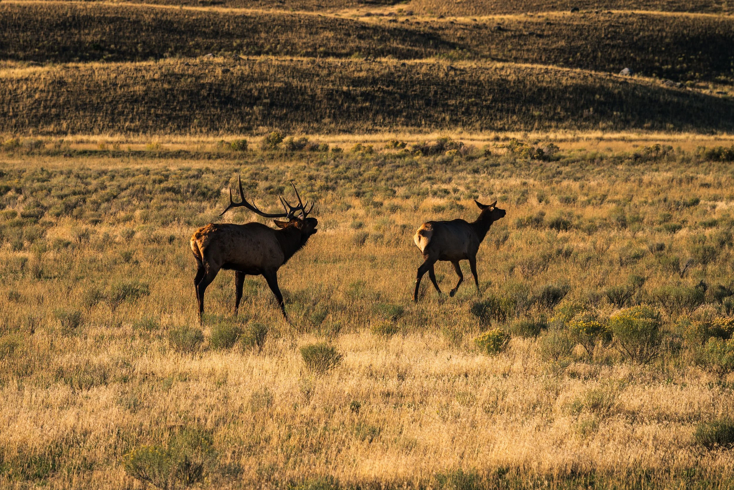 DT24-Yell (5 of 66).jpg