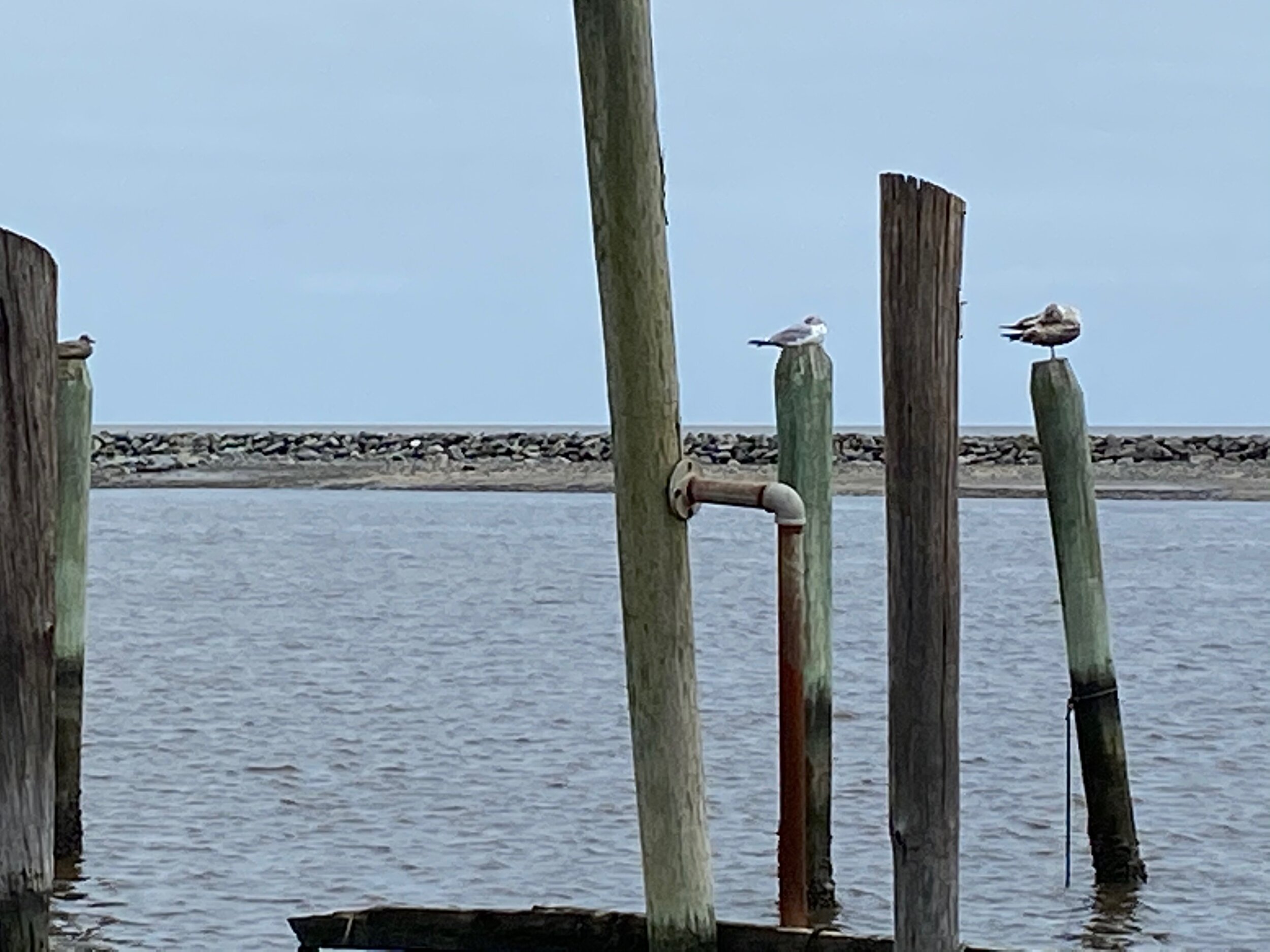 IMG_0290.jpeg